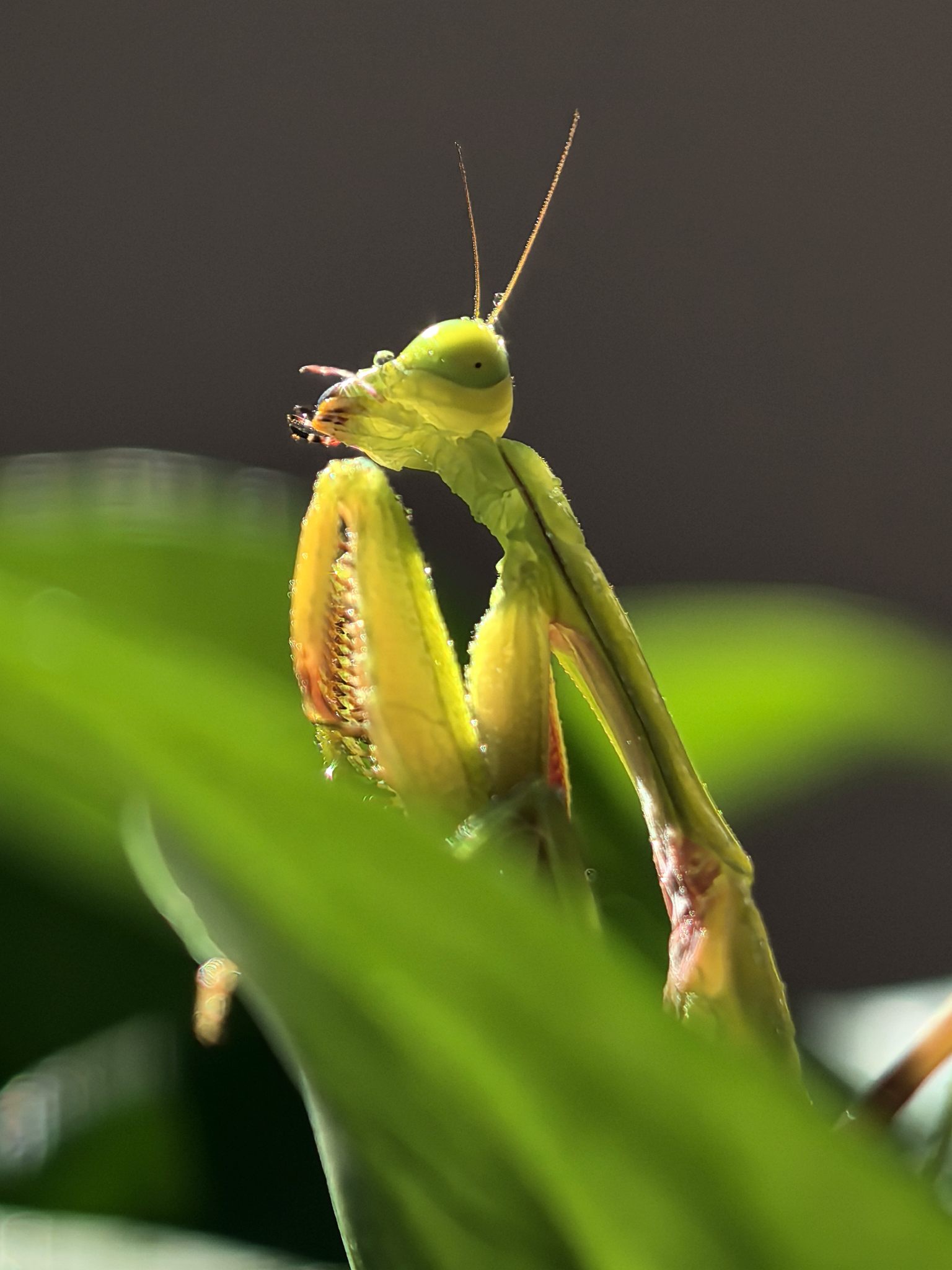 思考问题的昆虫特写镜头