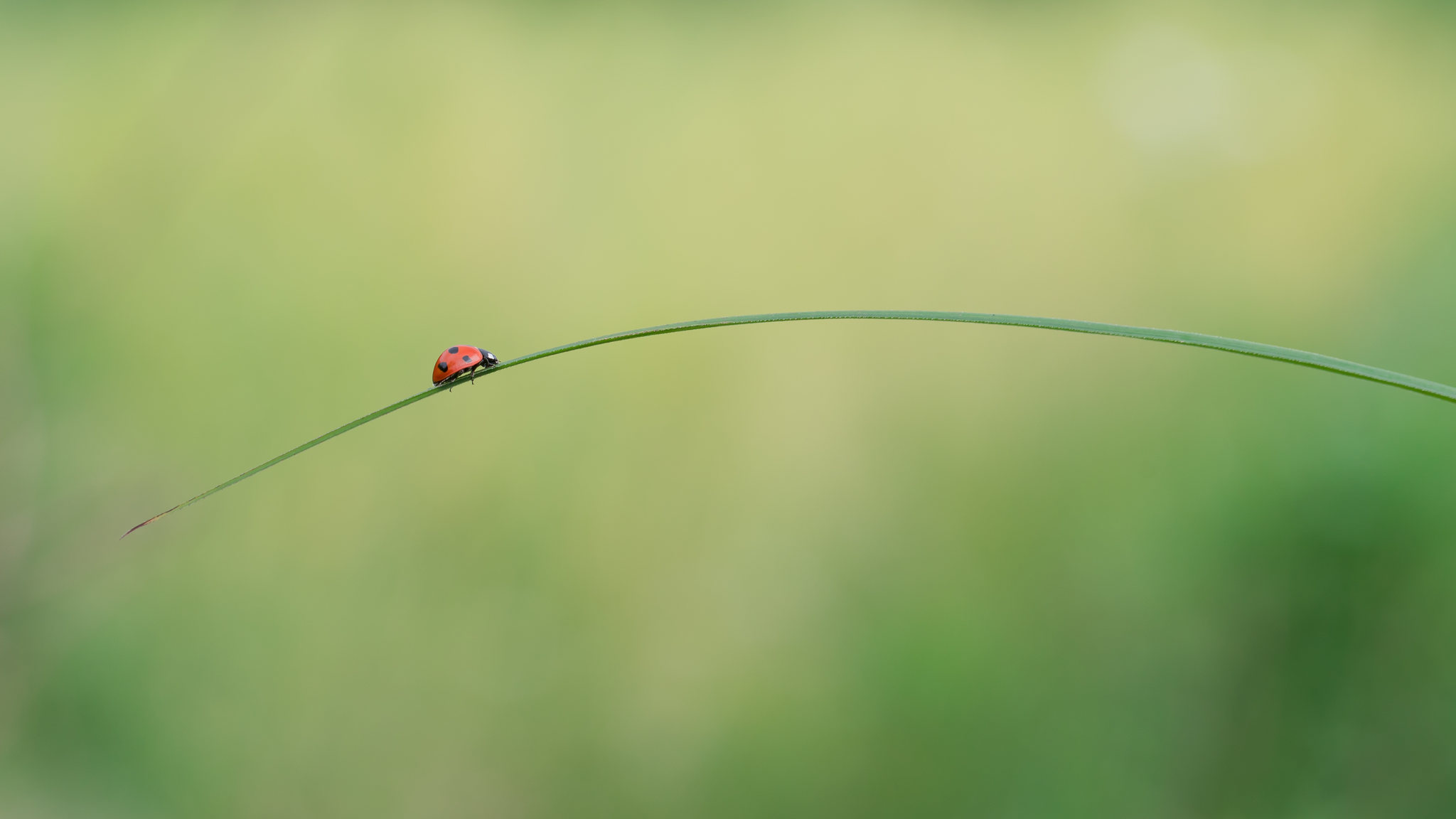 微小的生命是一场素净的烟火