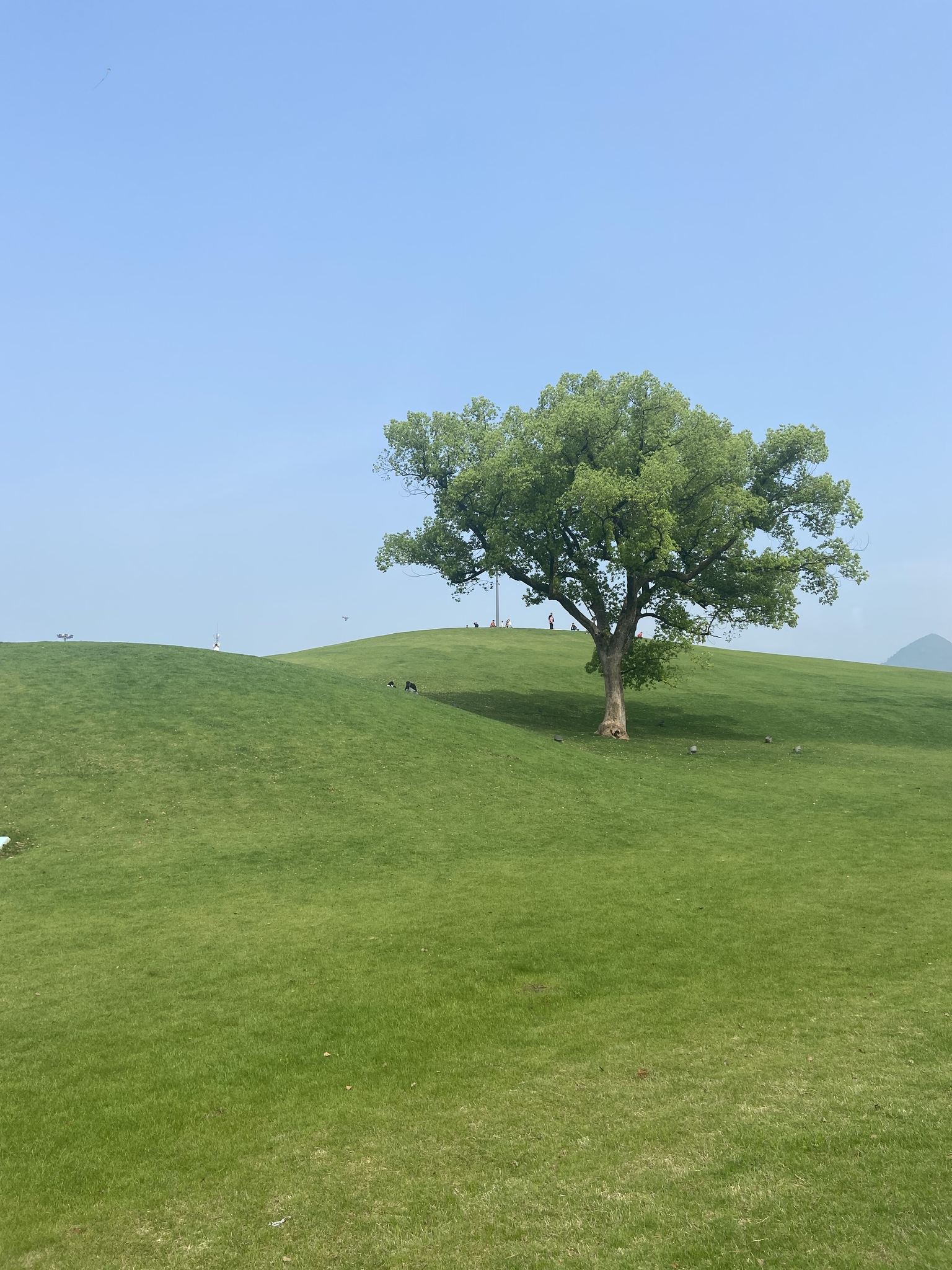 金华尖峰大草坪