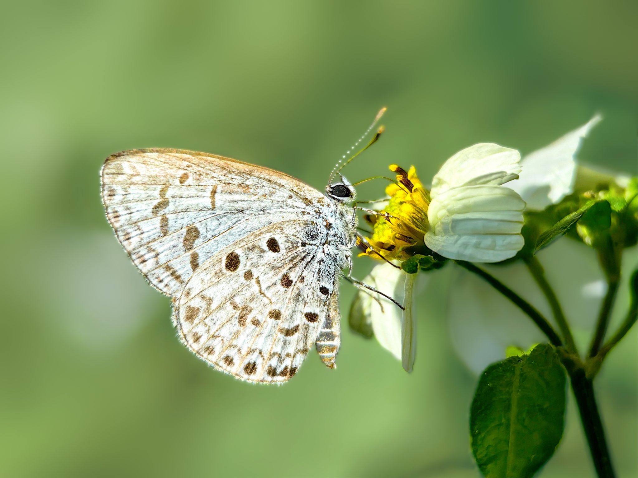 蝴蝶在花上授粉的特写镜头