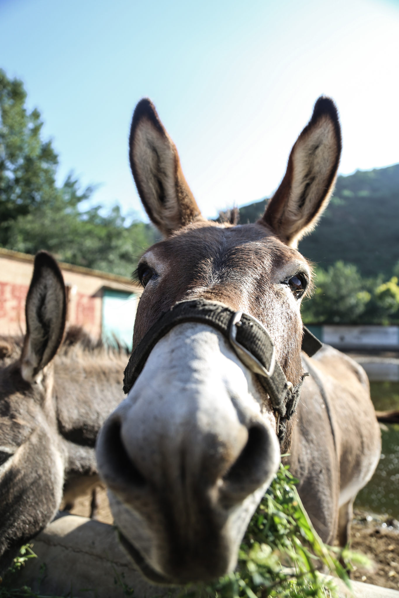 北方毛驴吃草咀嚼画面