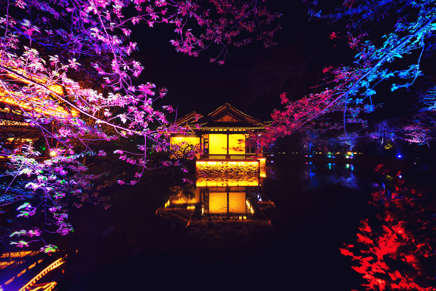 夜樱缤纷 the colorful sakura at night