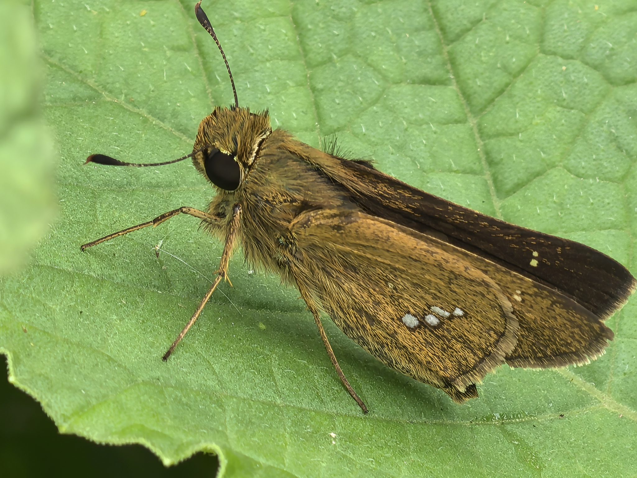 叶上昆虫特写镜头