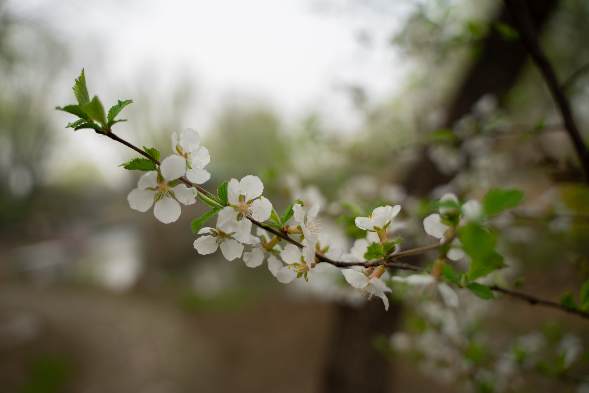 白马关桃花图片