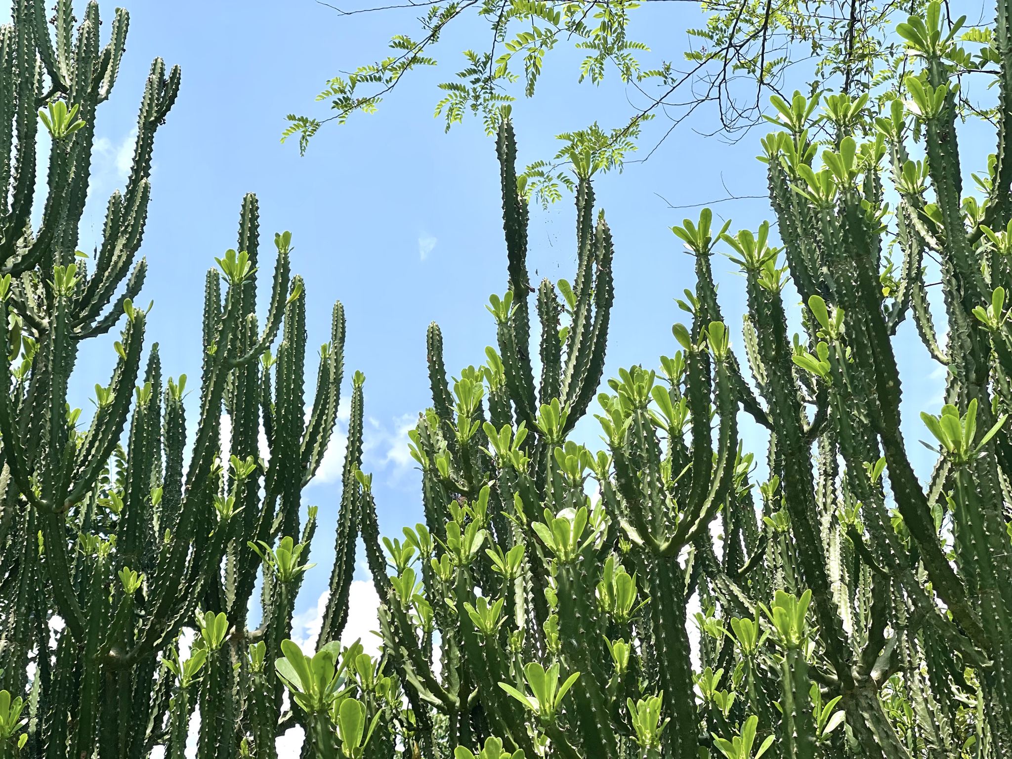 西双版纳中科植物园