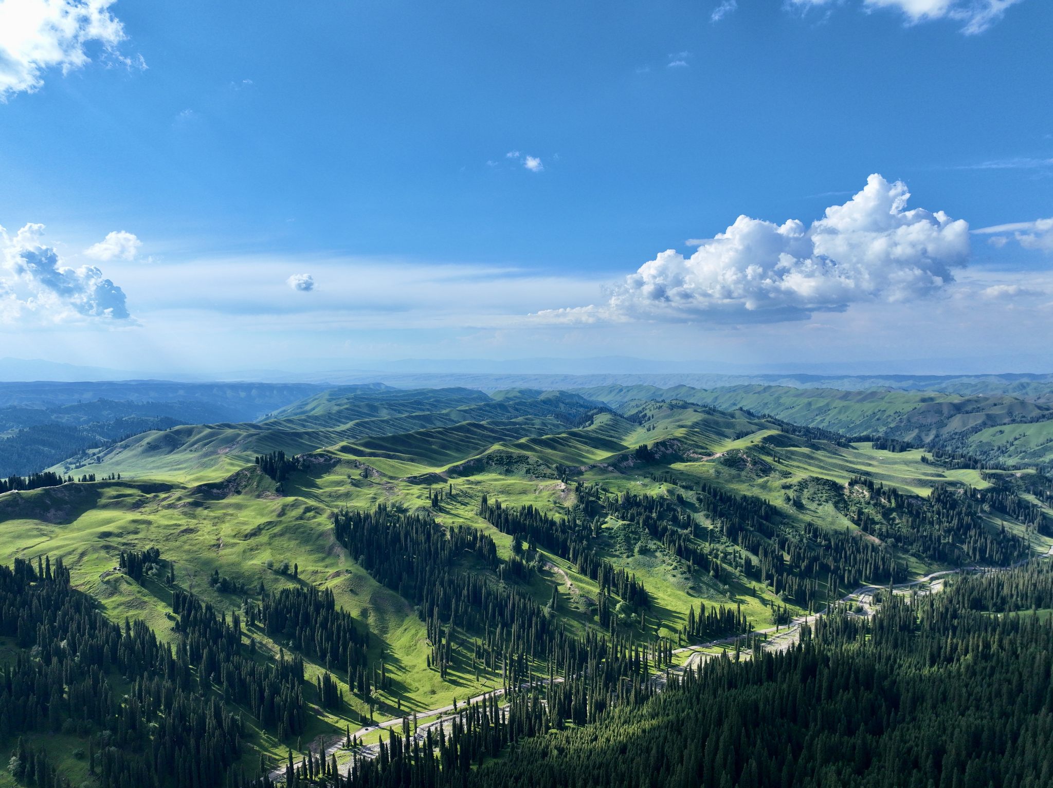 新疆伊犁库尔德宁夏季云杉树