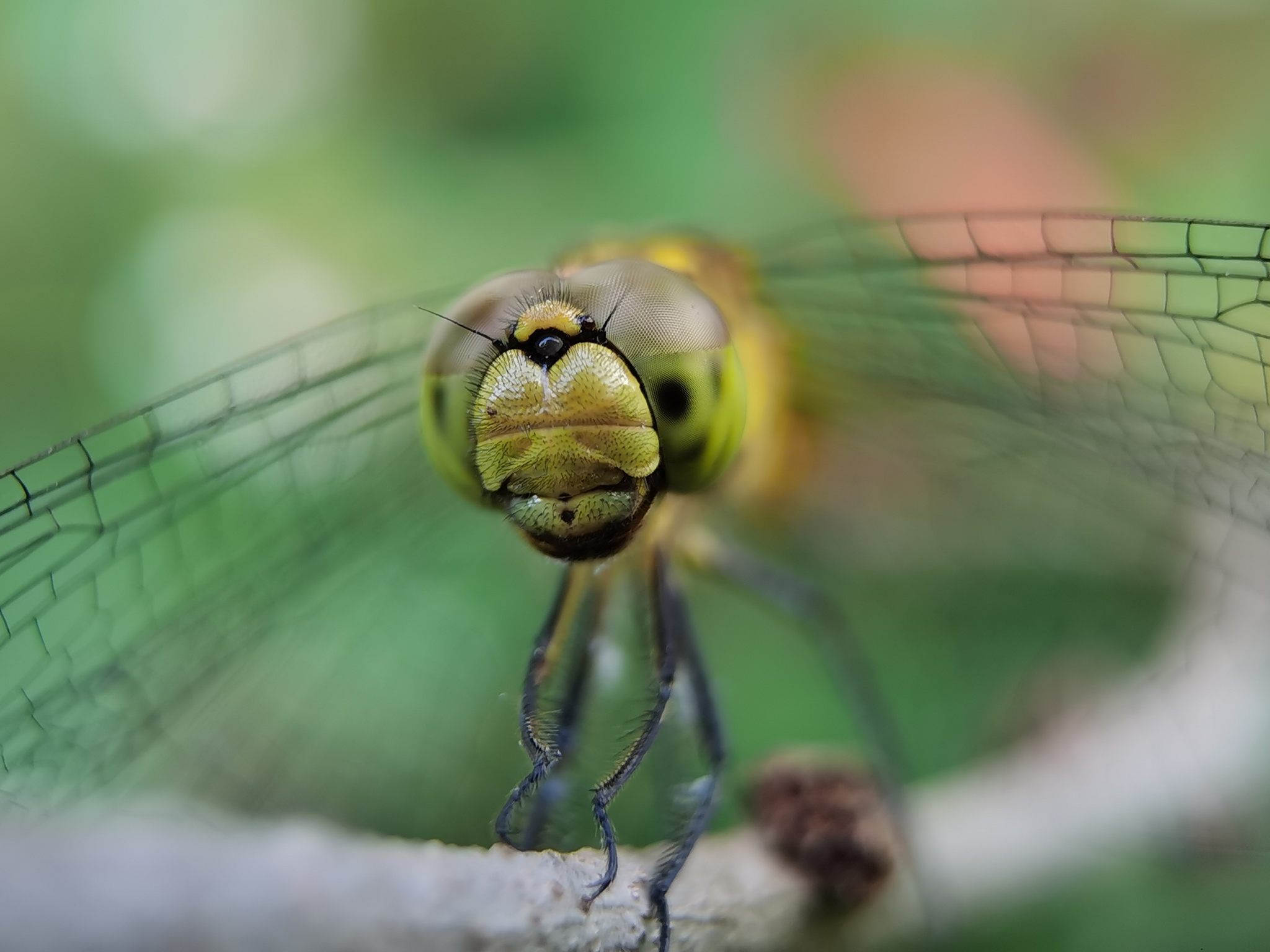 蜻蜓特写