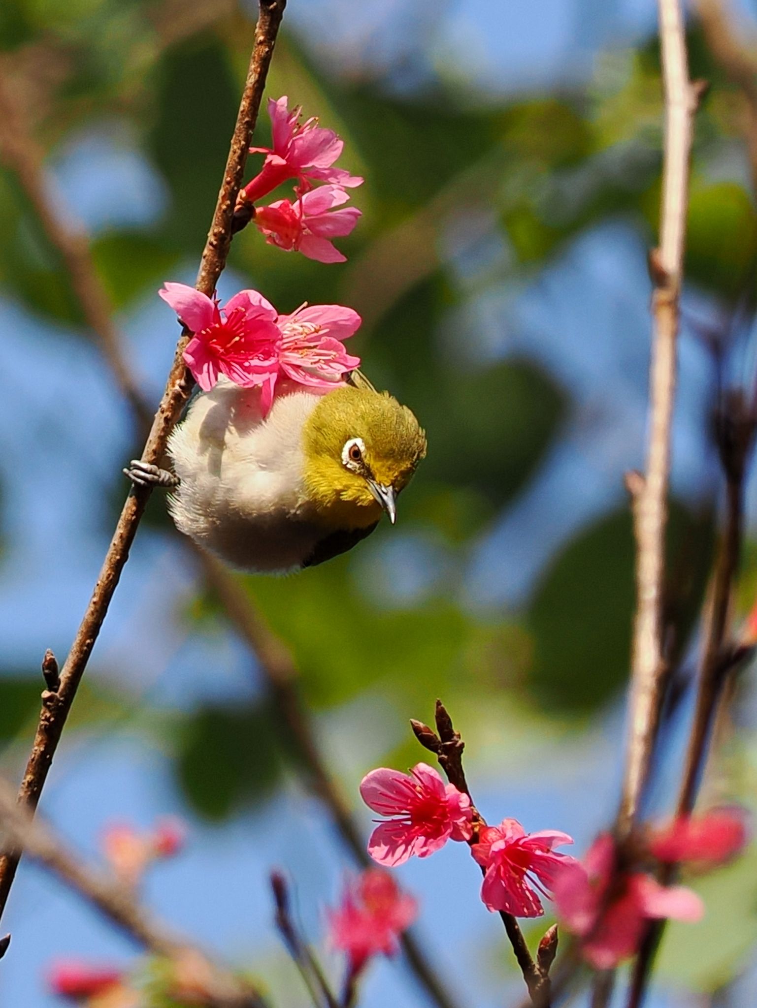 鸟栖息在树上的特写镜头