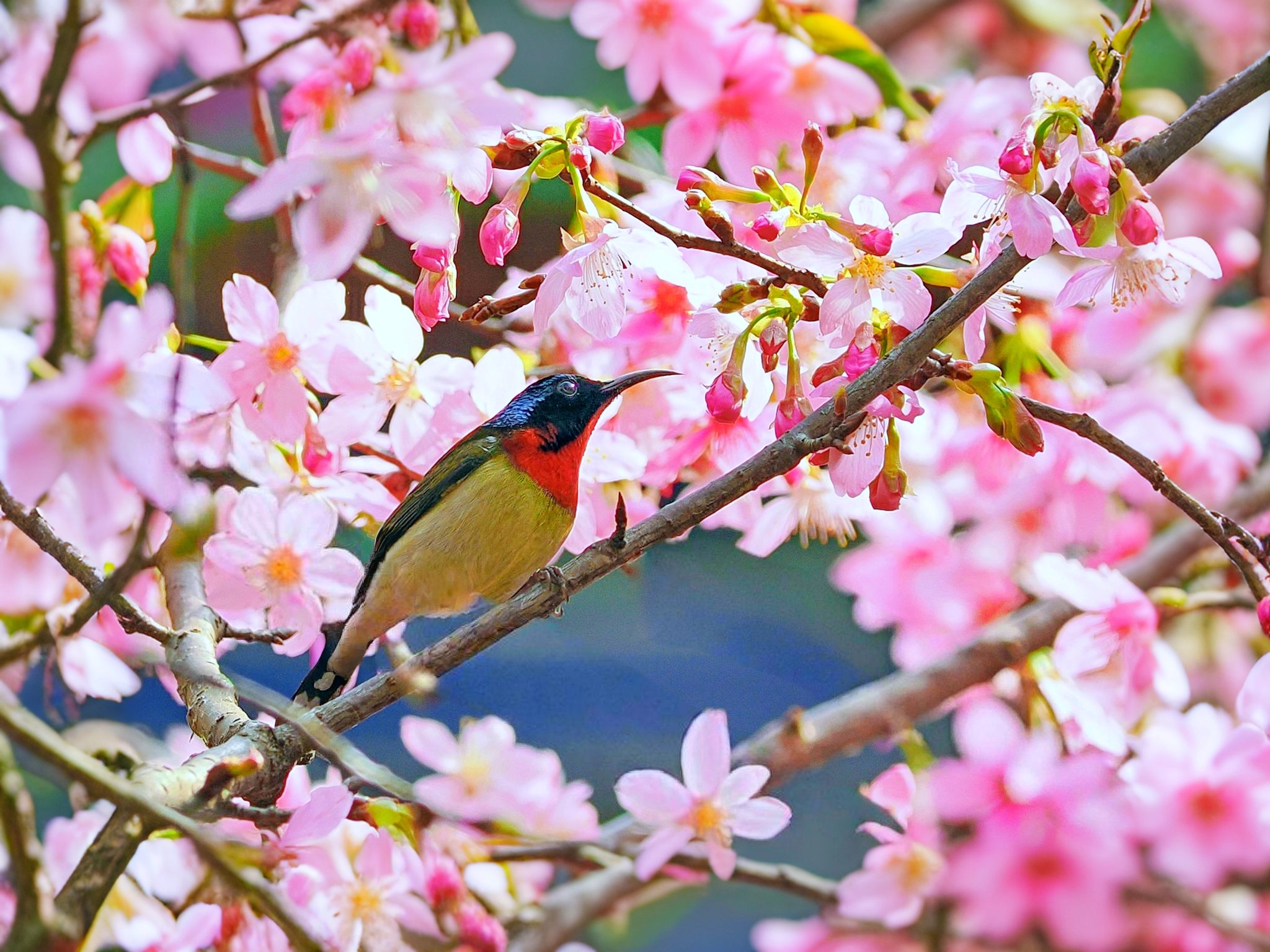 鸟栖息在树上的特写镜头