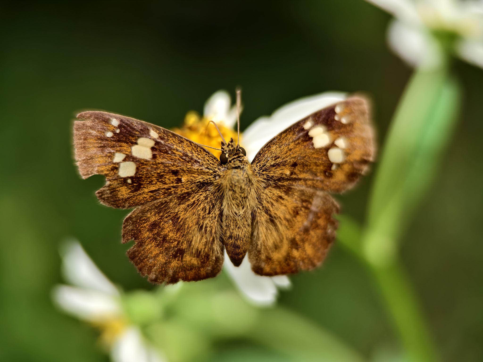 蝴蝶在花上授粉的特写镜头