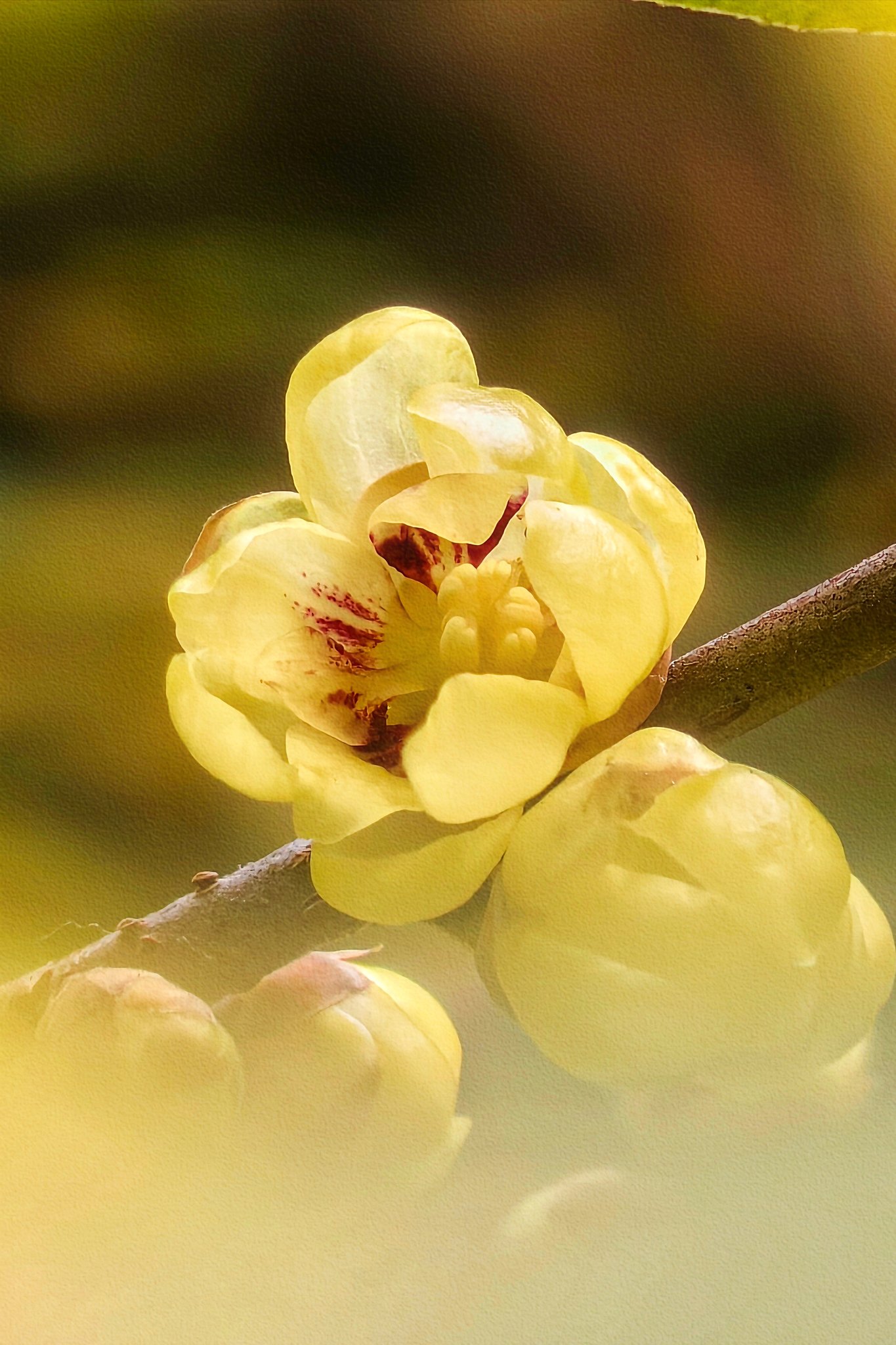 腊梅特写(拍摄于成都塔子山公园)