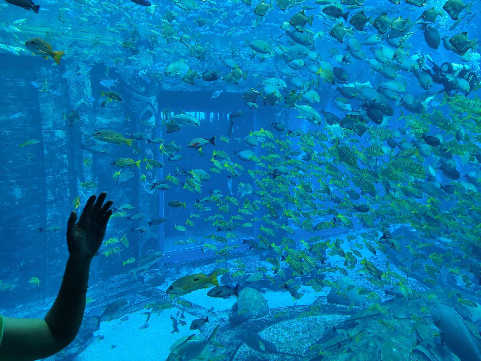 海洋馆里的鱼儿
