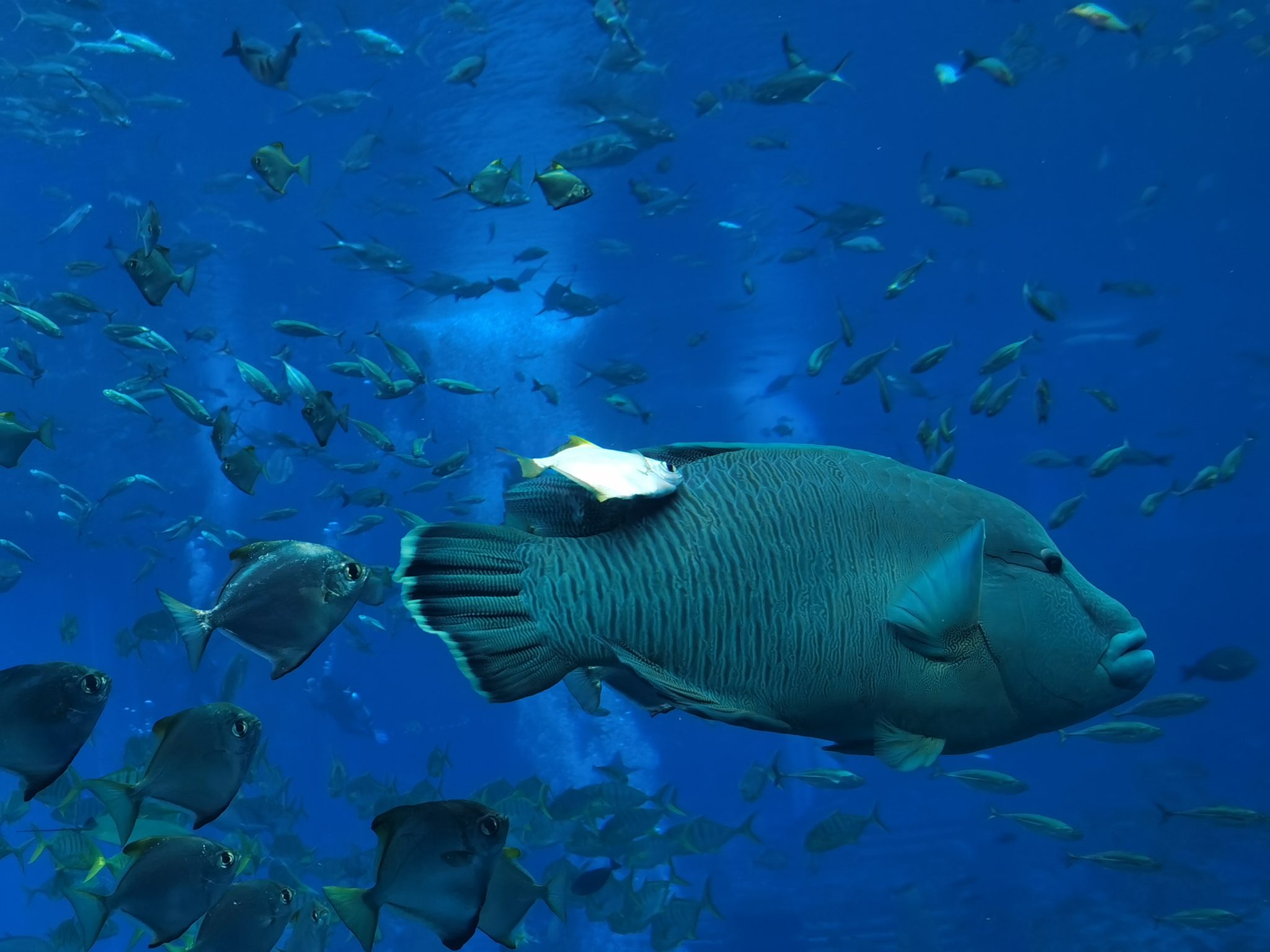 海洋馆里的鱼儿