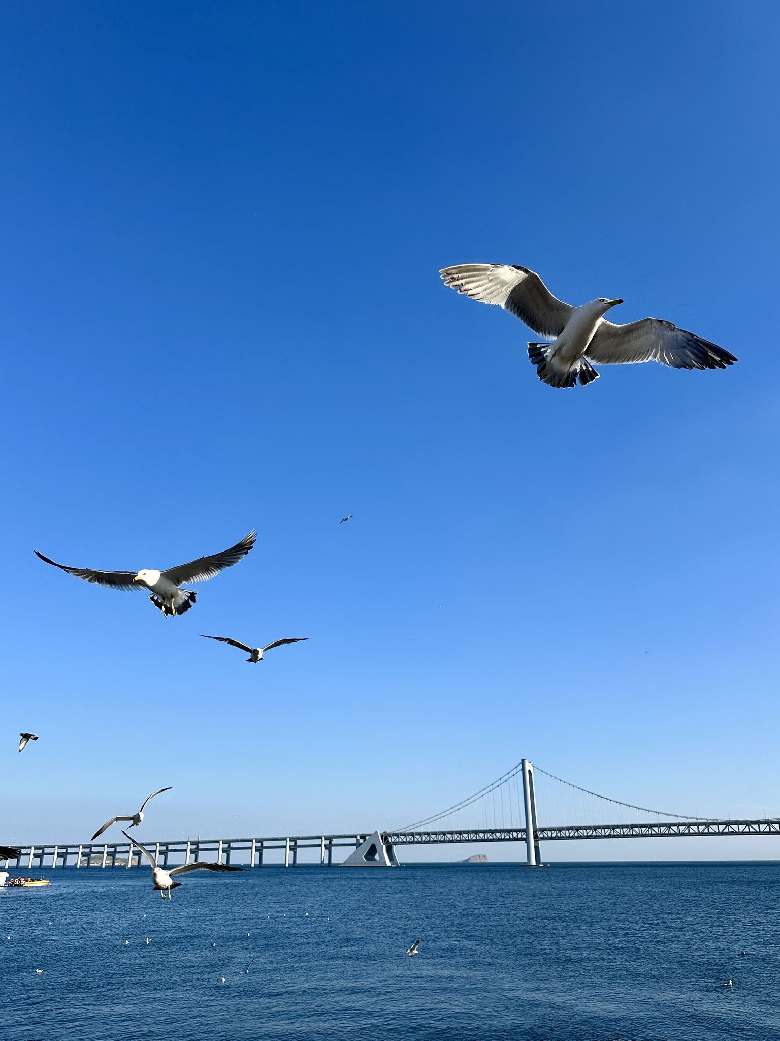 海鸥逆天飞行的低角度视图
