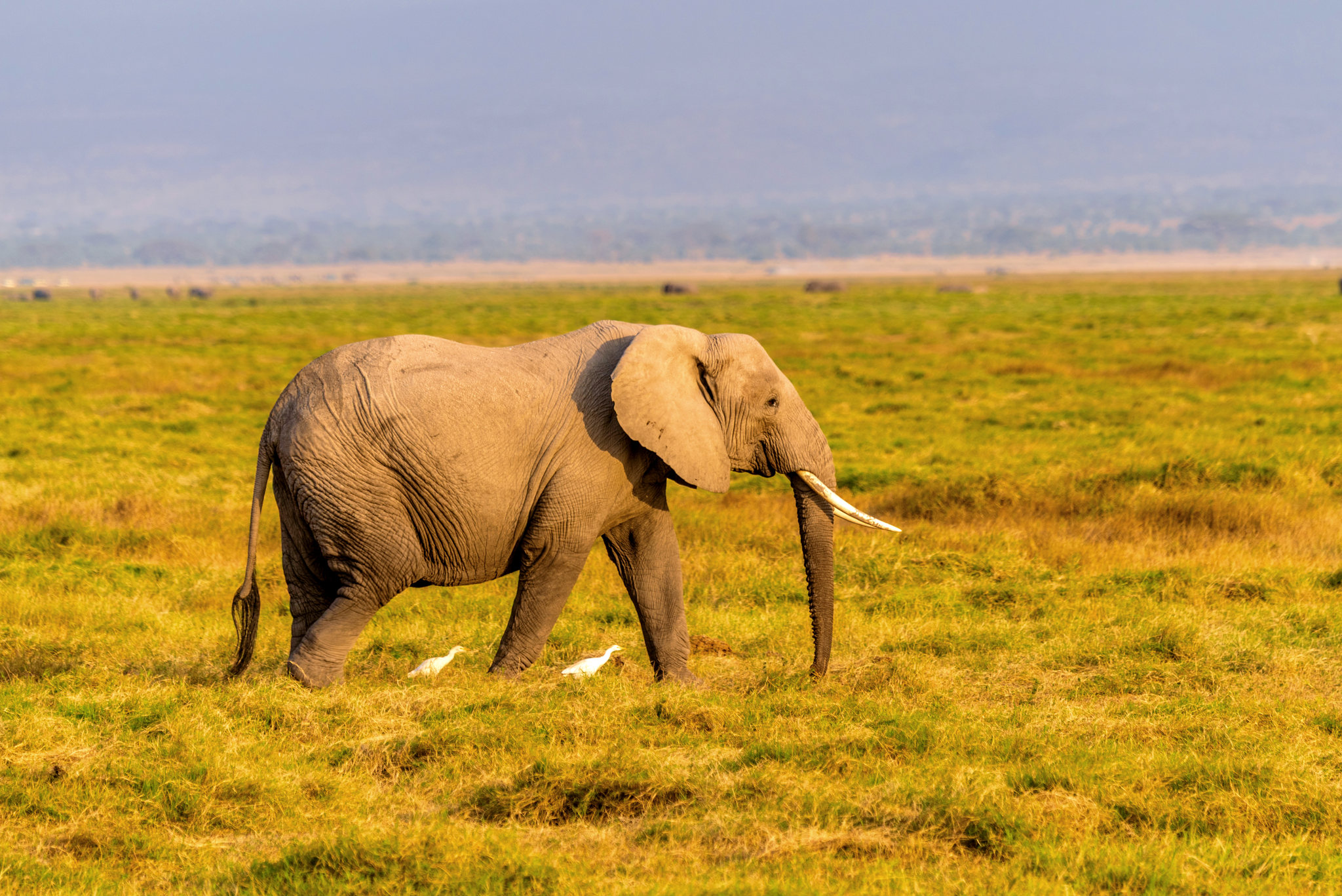 非洲肯尼亚安博塞利的野生大象