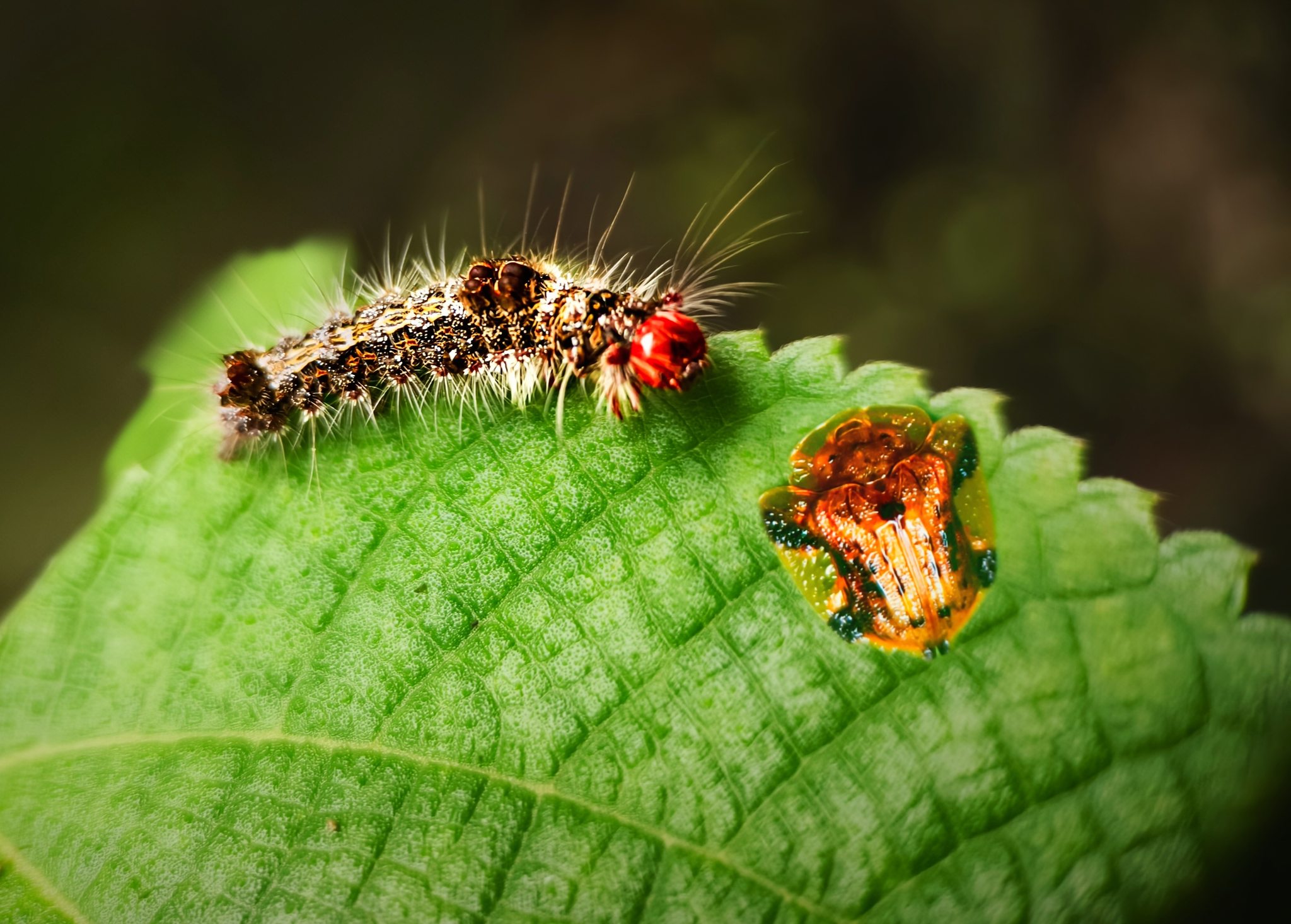 我们交个朋友吧


叶上昆虫特写镜头