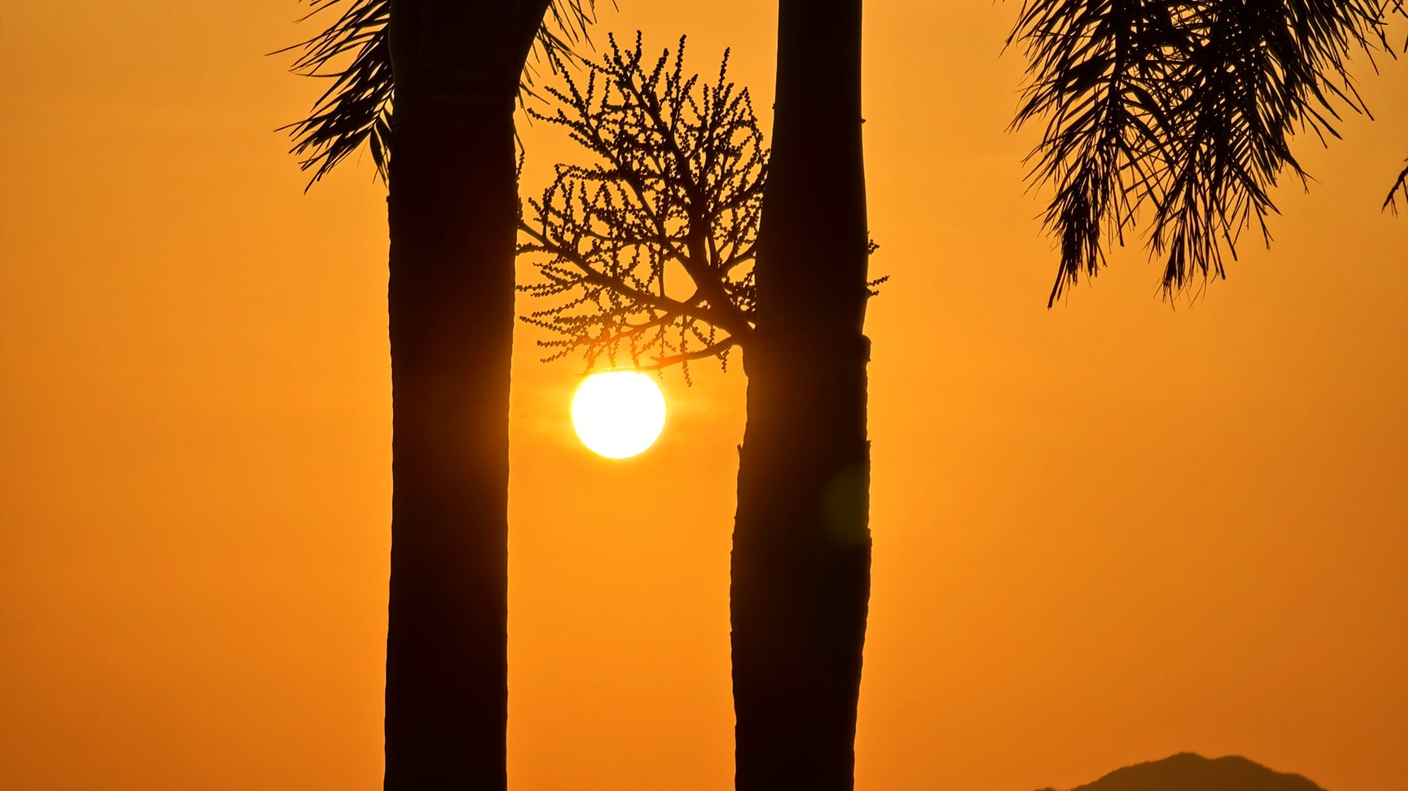 深圳桔钓沙:日出椰林