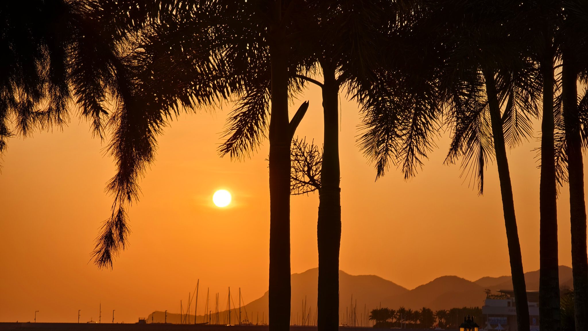 深圳桔钓沙:椰林日出