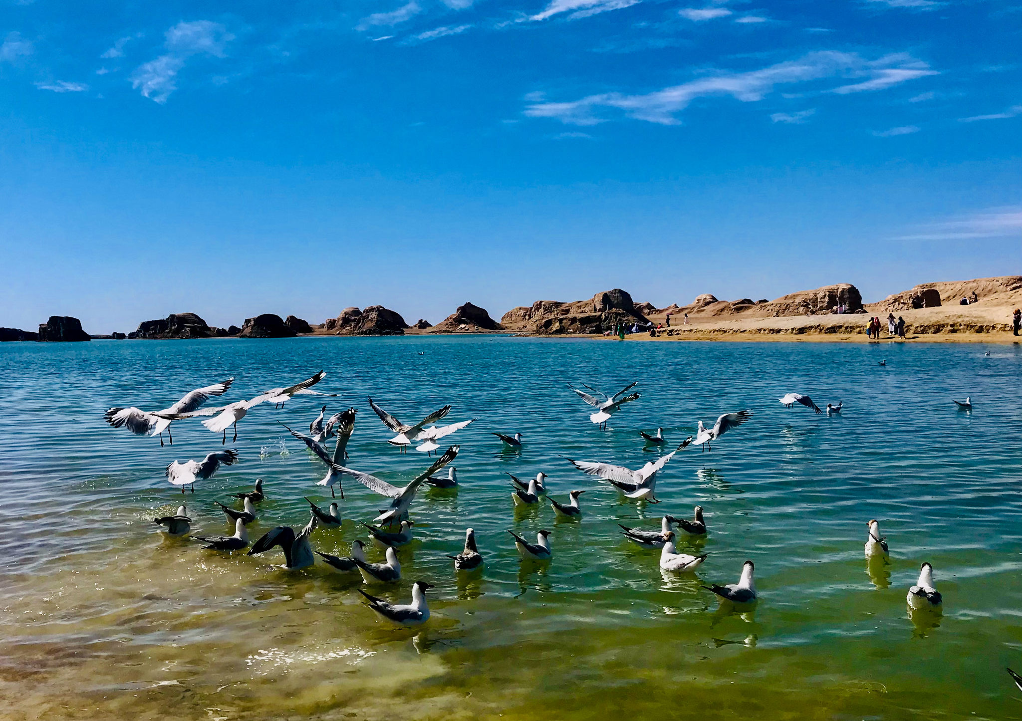 蓝天下水上亚丹翩翩起舞的水鸟