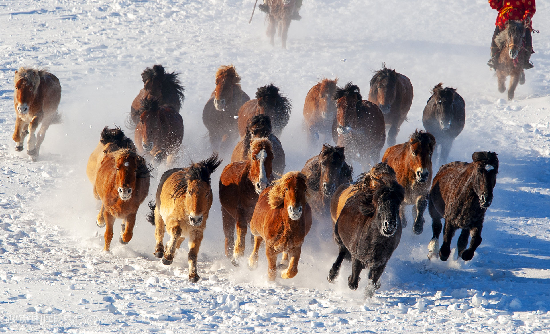 在雪地上奔跑的马群