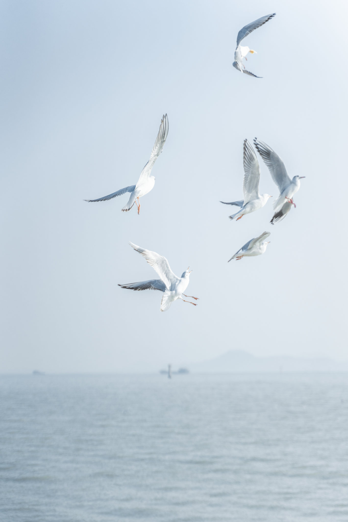 海鸥