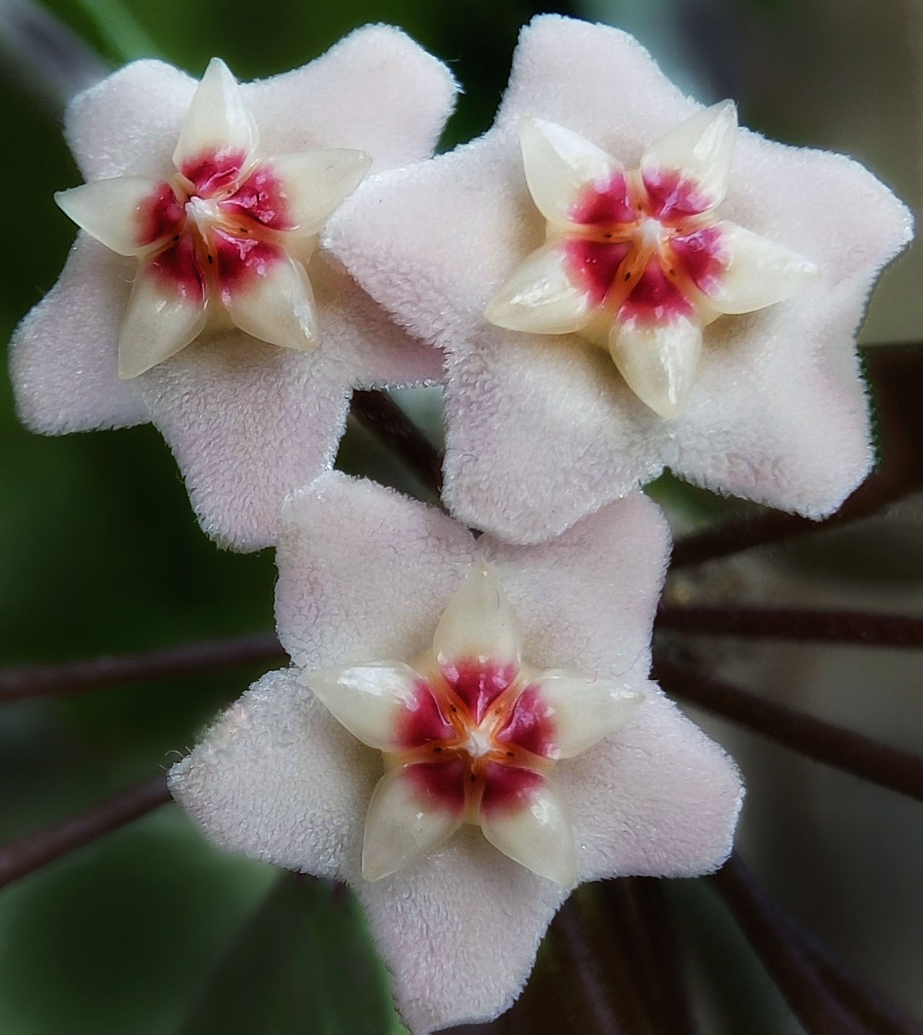 球兰花