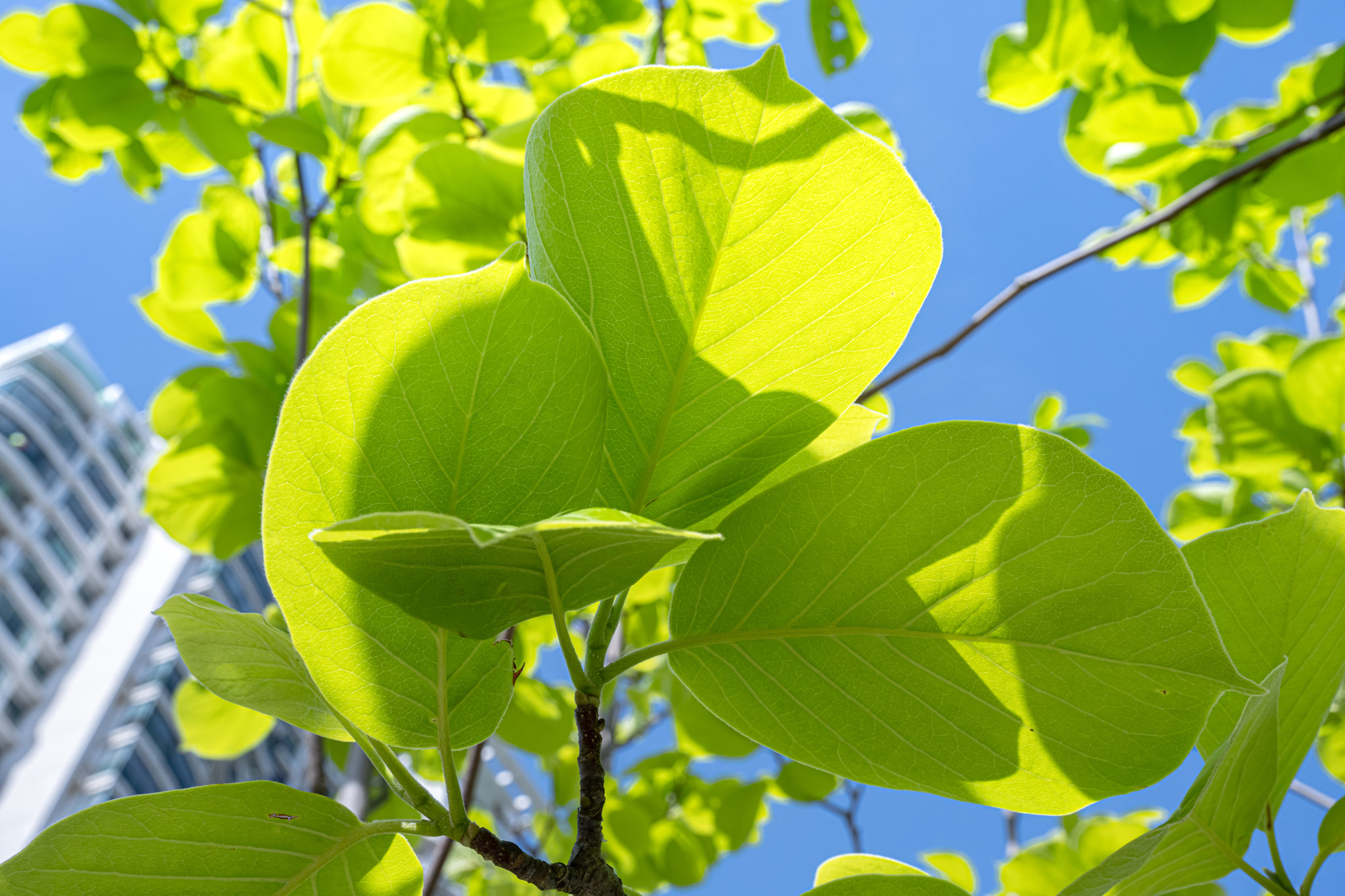 白玉兰树叶 春天四月中旬植物生长状态 上海浦东世纪公园植物图鉴