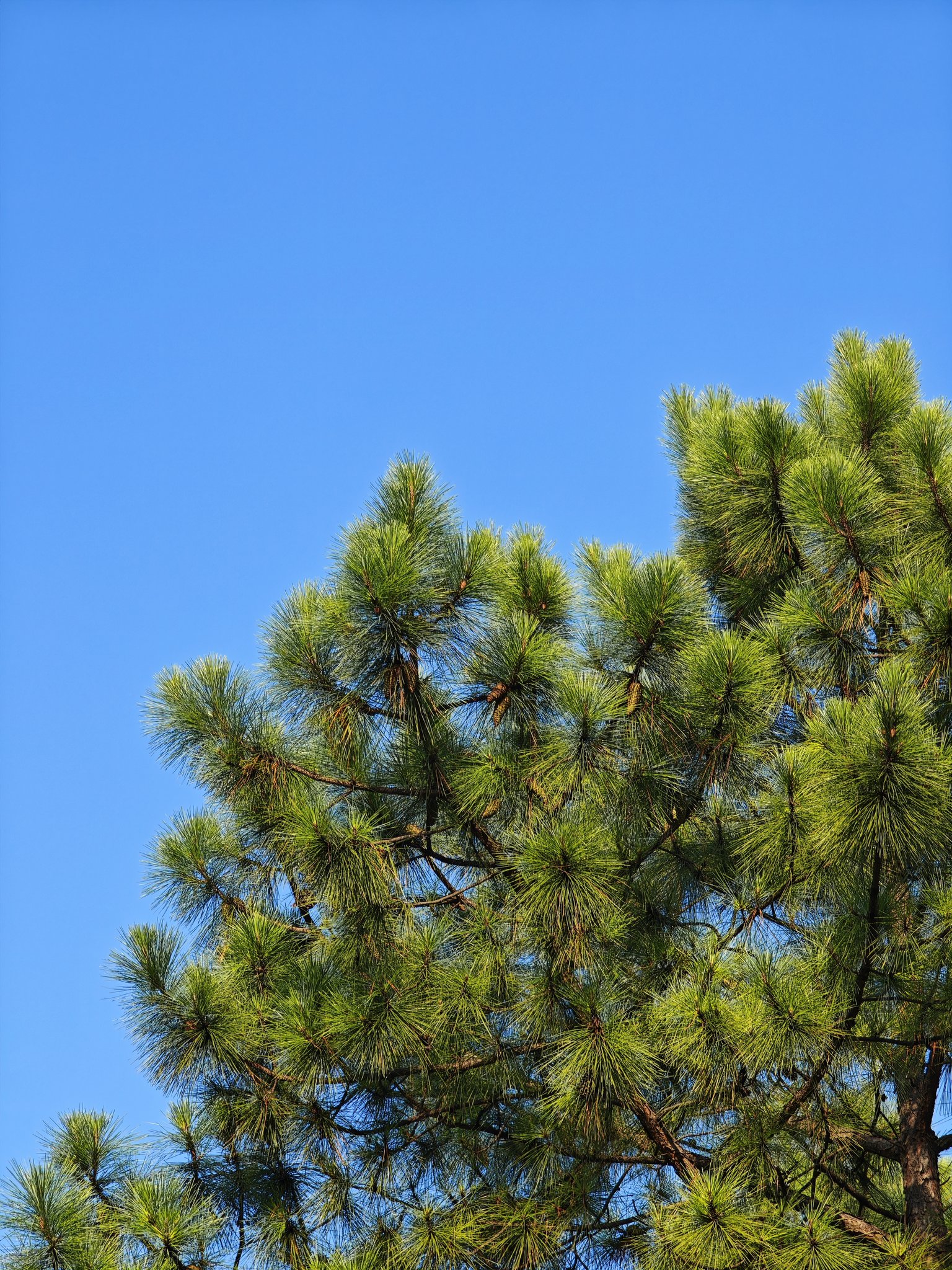 城市湿地公园里的松树林松针森林上海浦东世纪公园