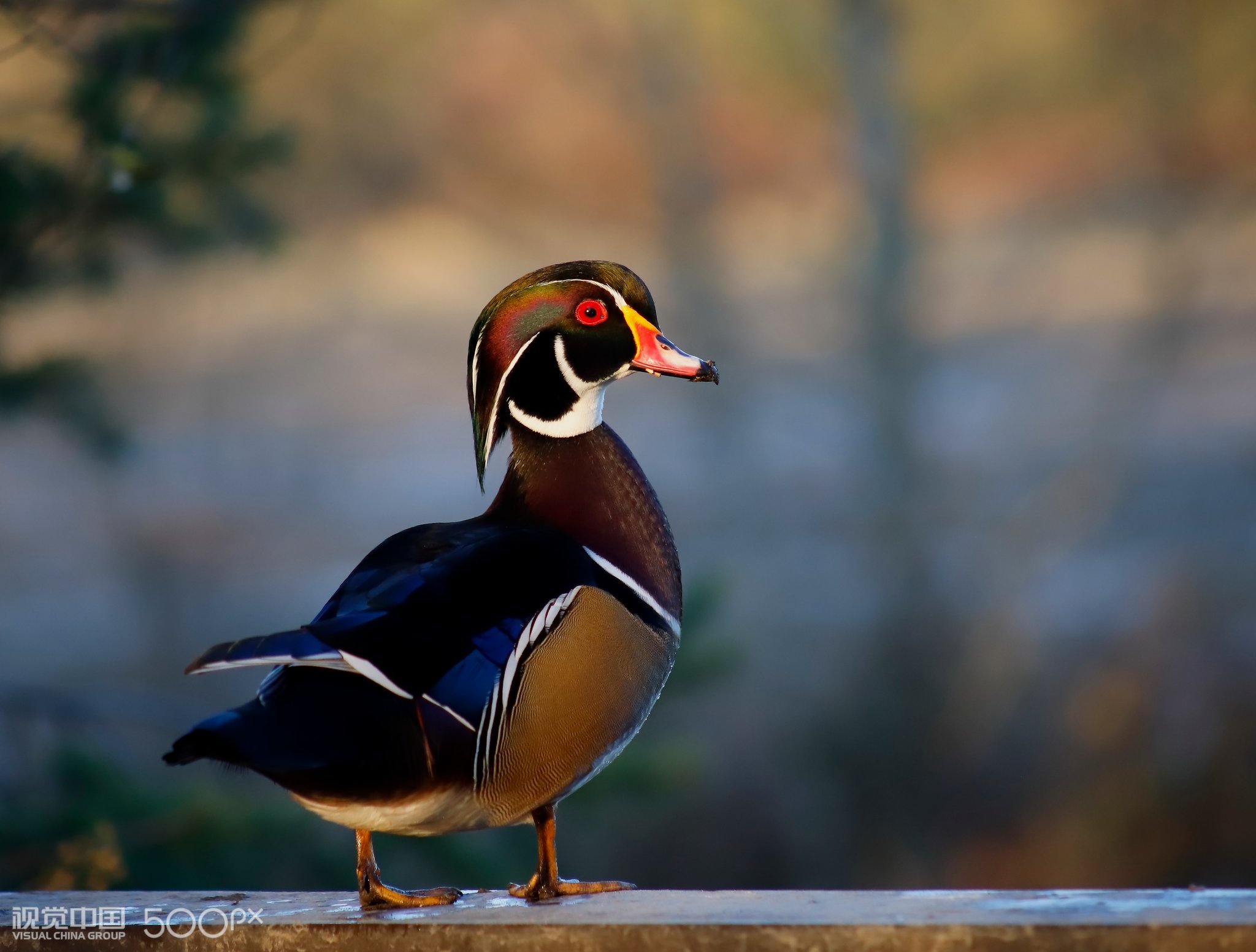 木鸭-- woodduck