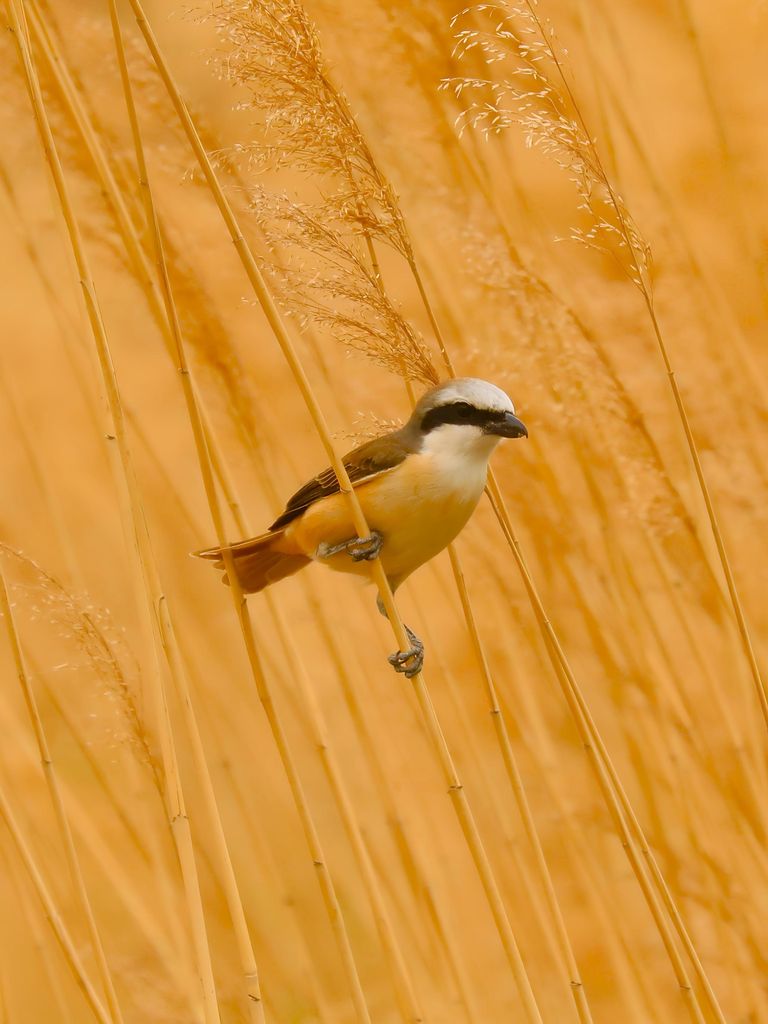 棕尾伯劳摄影照片
