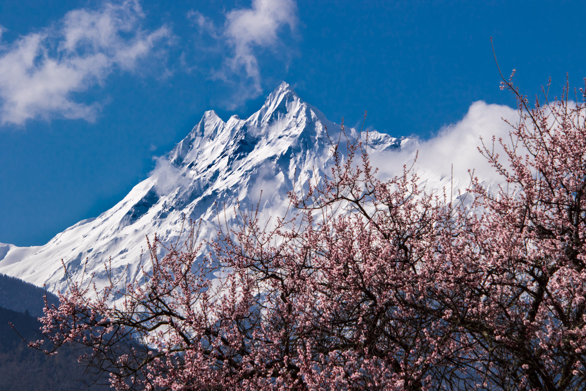 桃花烂漫南迦巴瓦