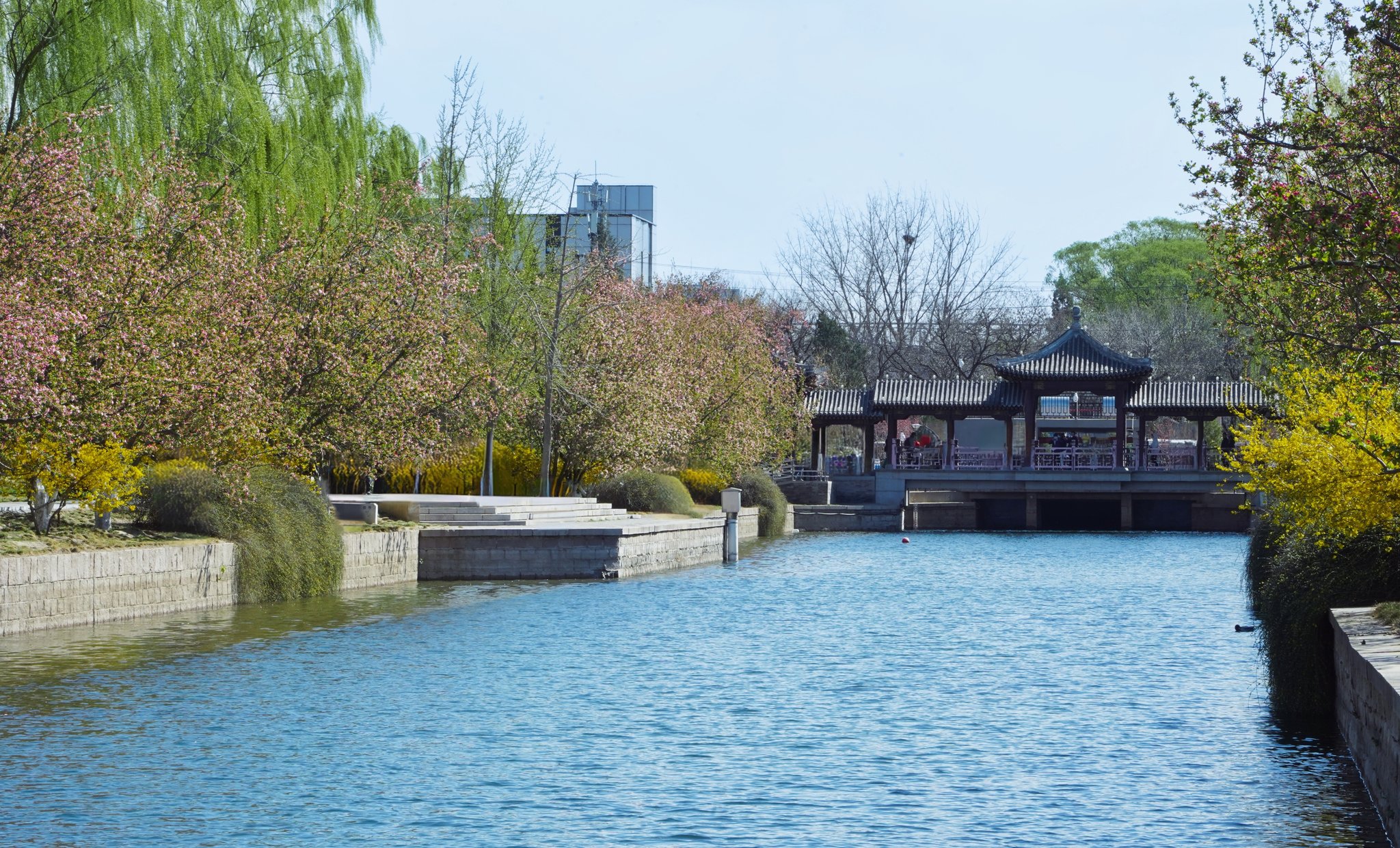 北京市朝阳区北土城海棠花溪公园海棠朵朵鲜花盛开护城河细浪漂漂