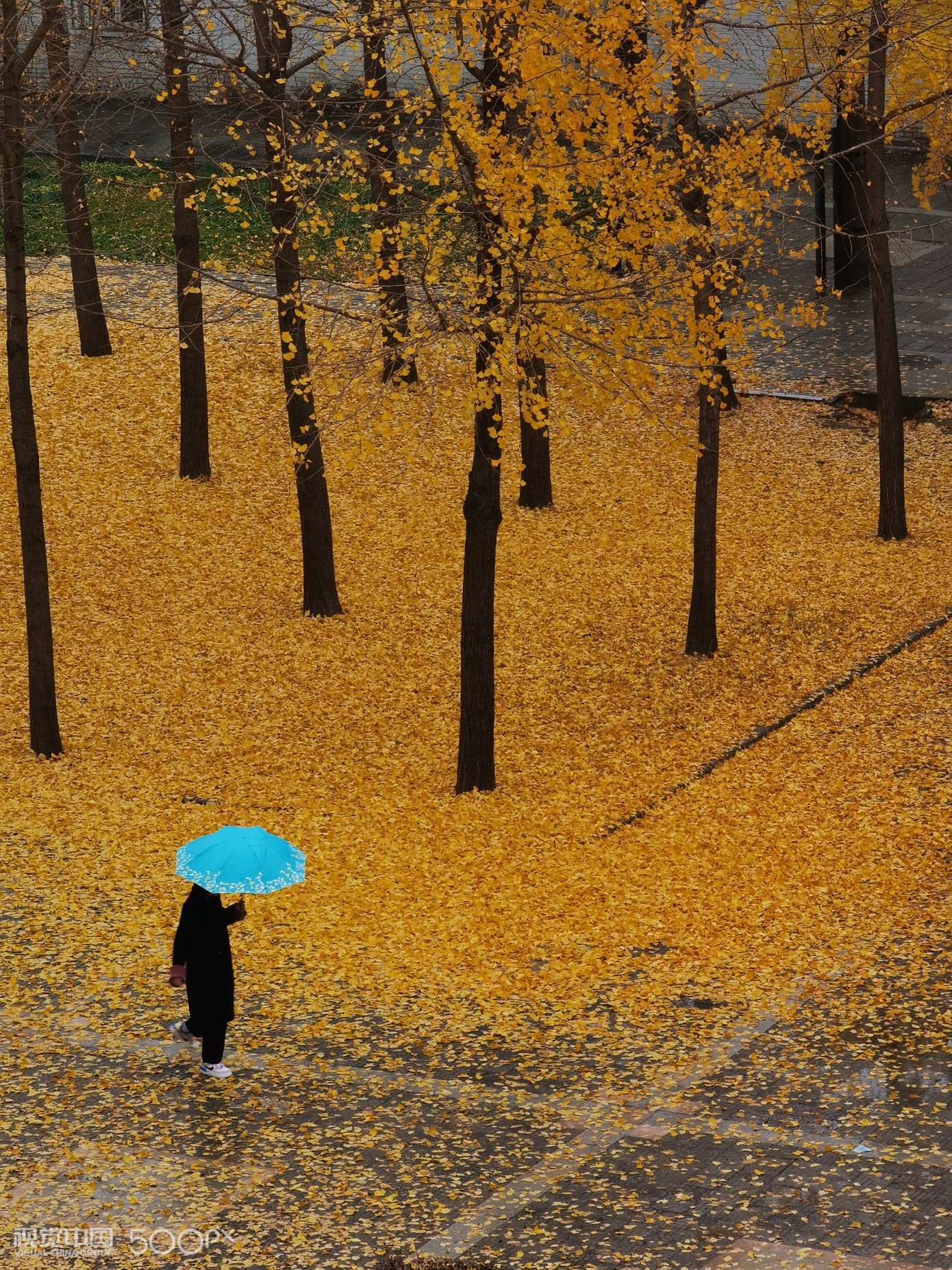 秋季小雨走在银杏树下撑着伞的人