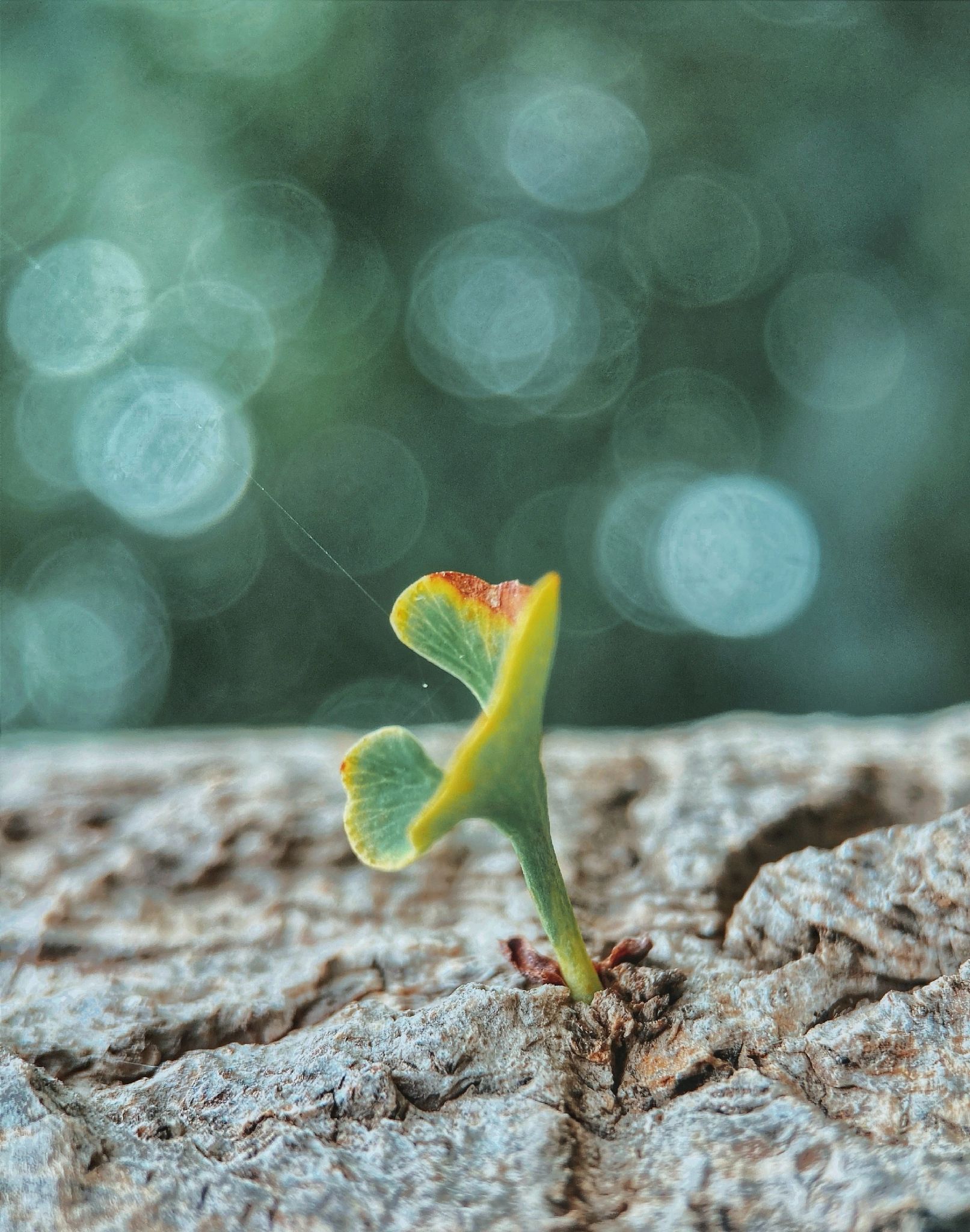这就是生命,看似脆弱,却又顽强的活着.
