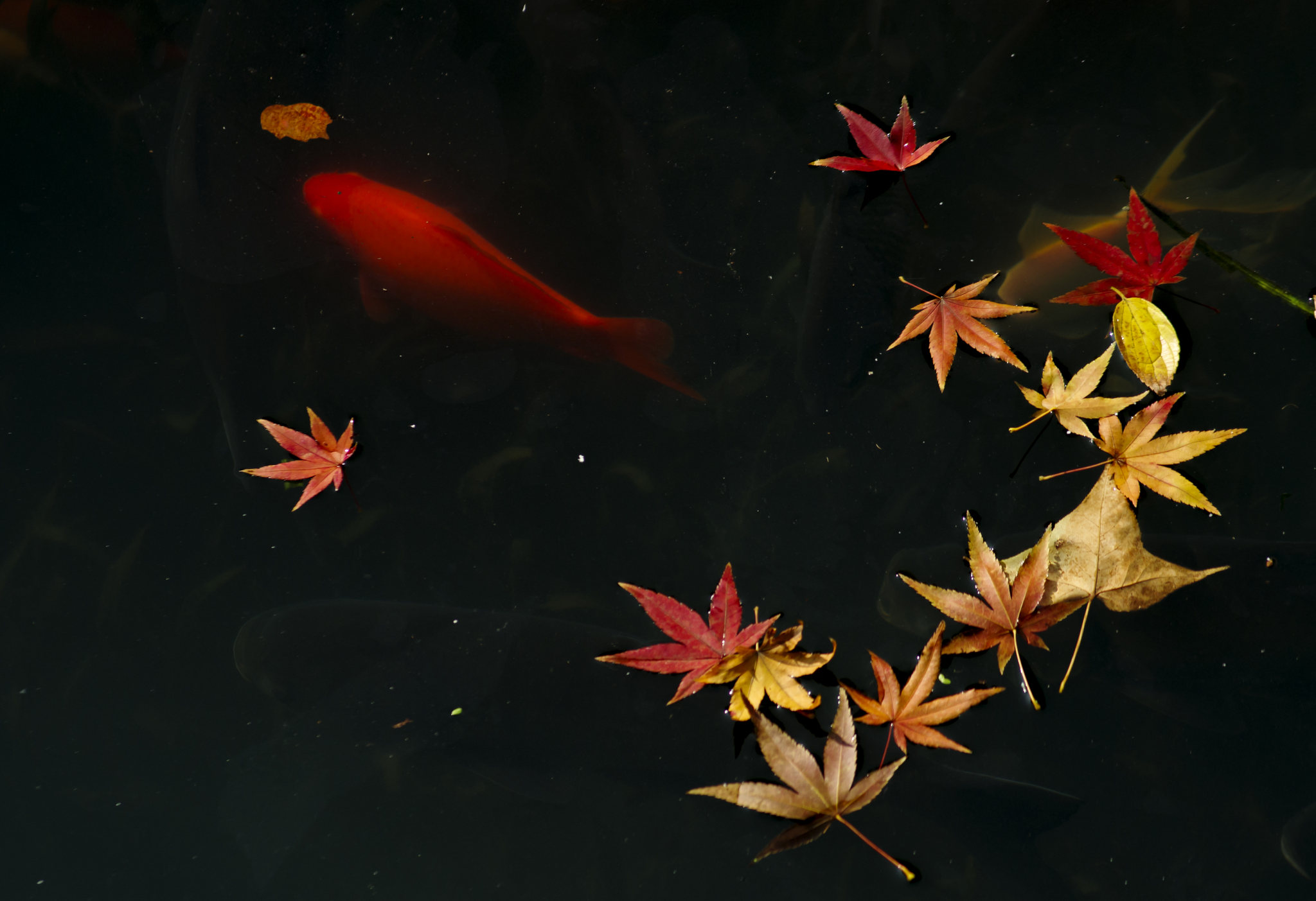 惠小亚 鱼戏红叶间 无锡寄畅园