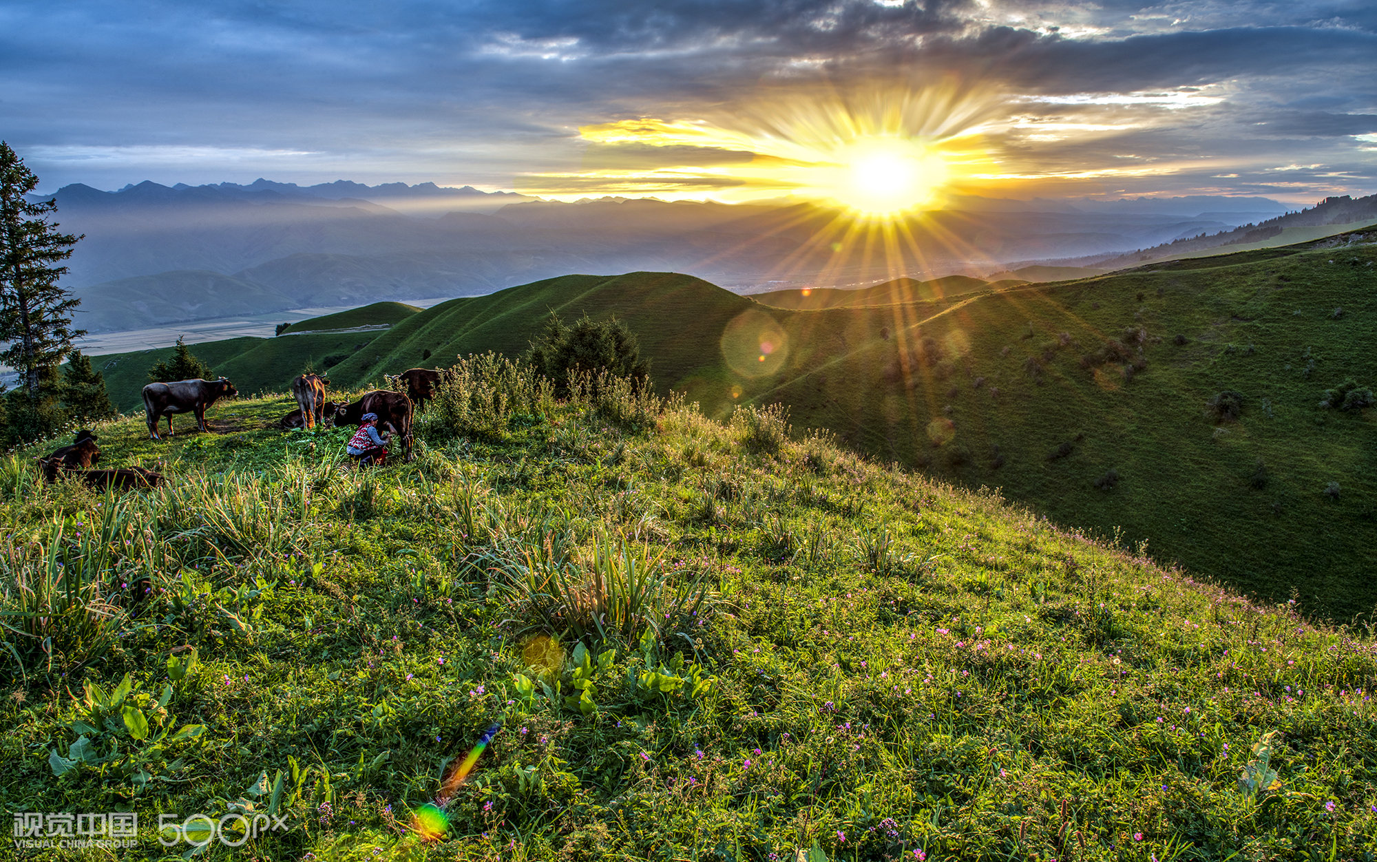 539 33 拍摄于那拉提空中草原,日出时分,恰有牧牛女挤牛奶,初阳的射线