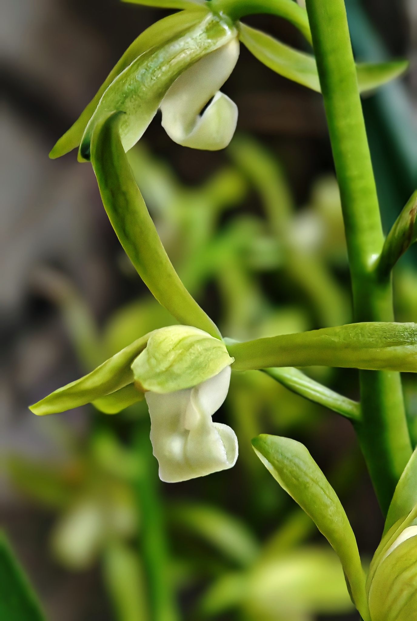 墨兰"吴字翠"盛开着～弥漫着甜香