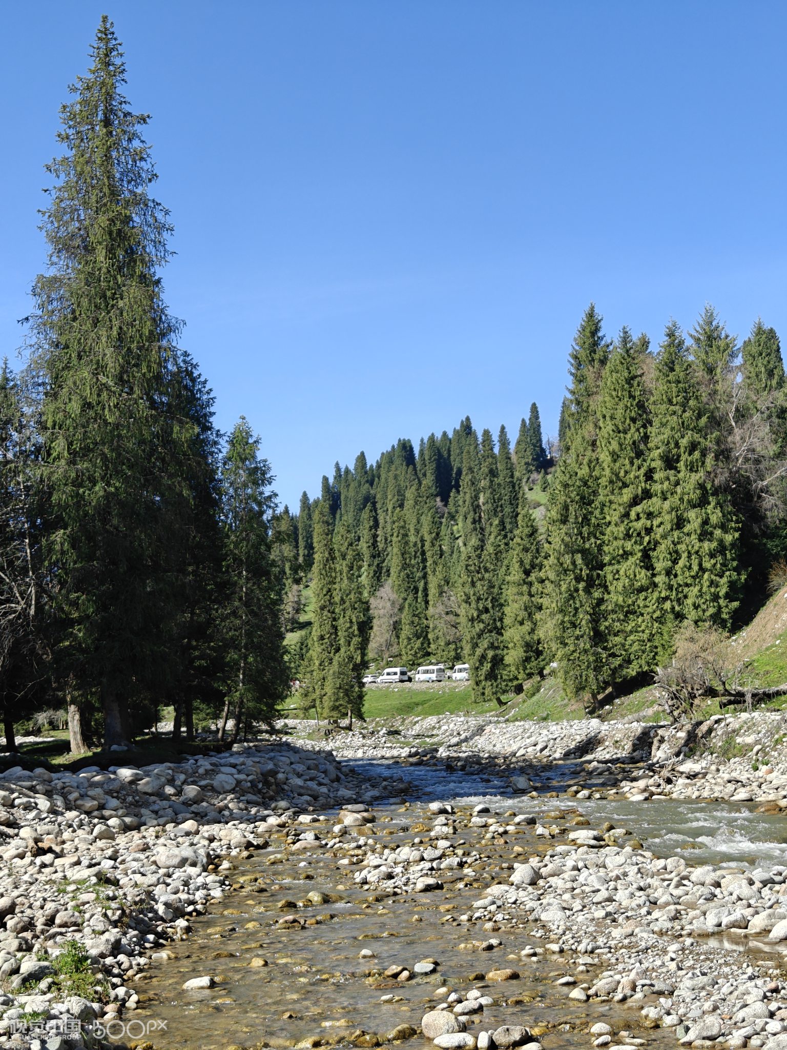 新疆库尔德宁景区雪岭云杉