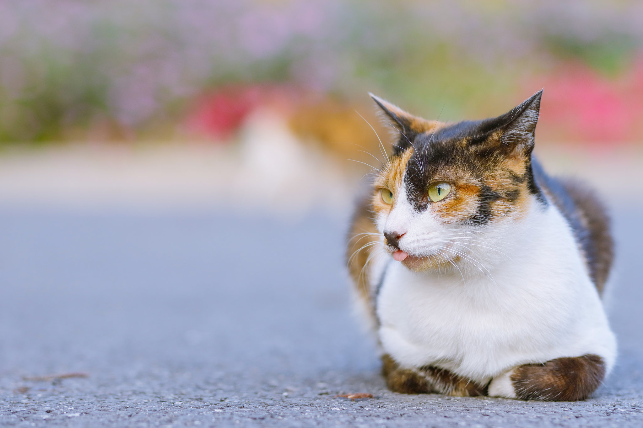 揣手手的三花猫摄影作品_动物摄影组图 - 500px摄影社区