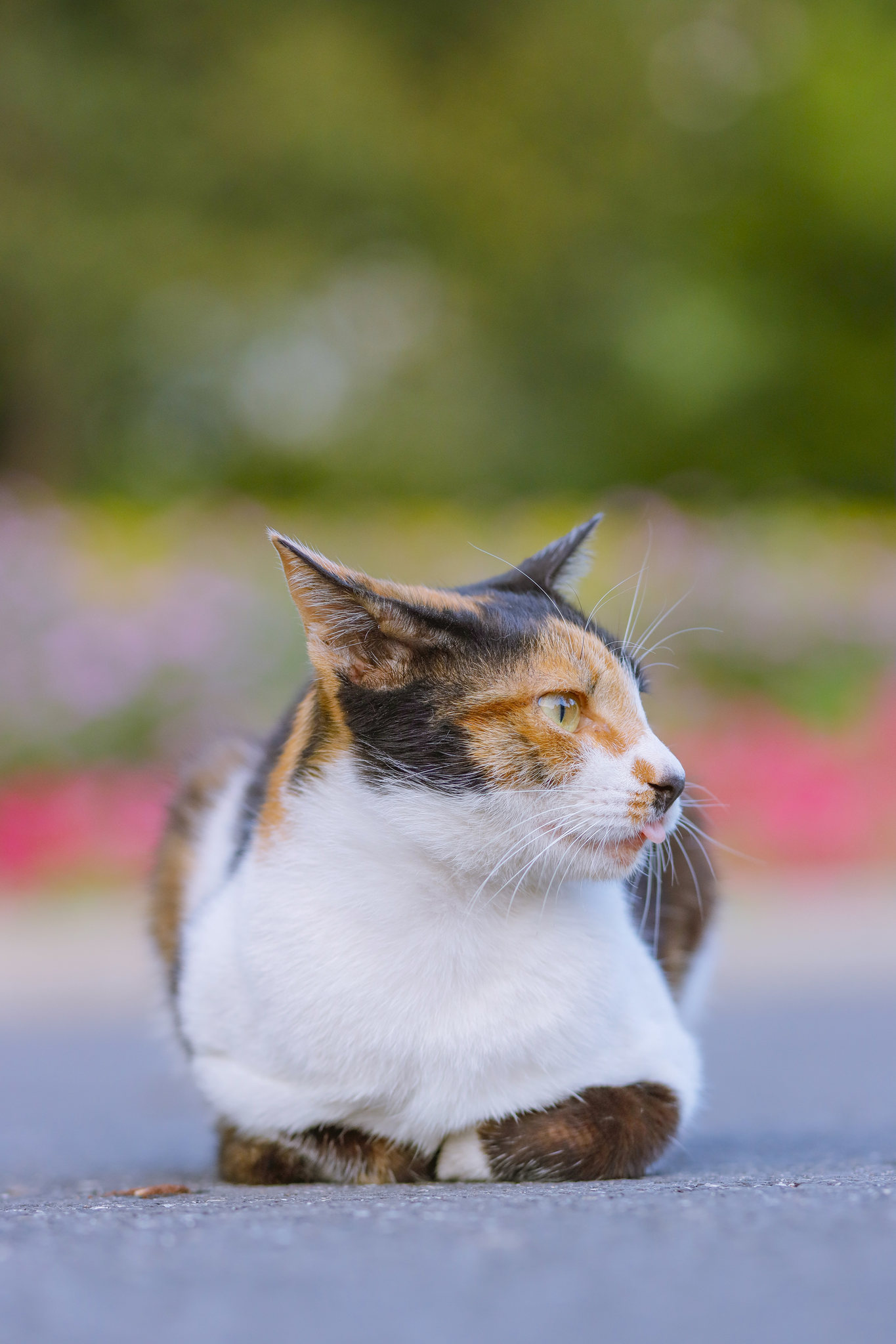 揣手手的三花猫摄影作品_动物摄影组图 - 500px摄影社区