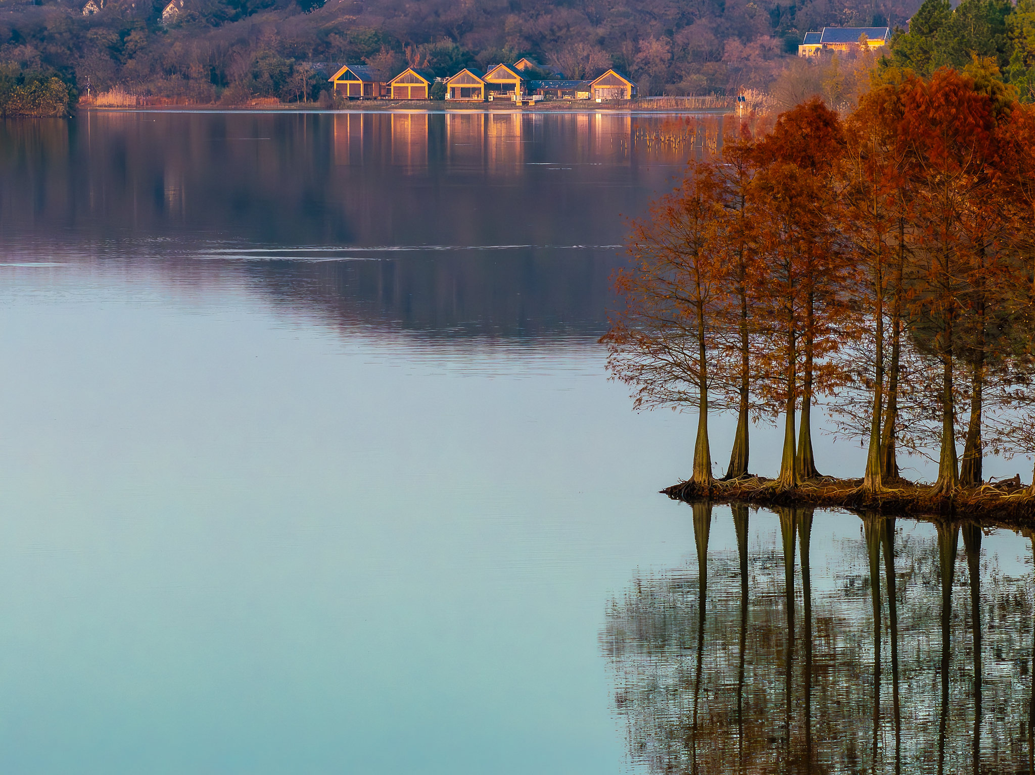 盱眙县夕阳斜照下的中的天泉湖湖心岛上的红色落羽杉林及金陵山庄酒店