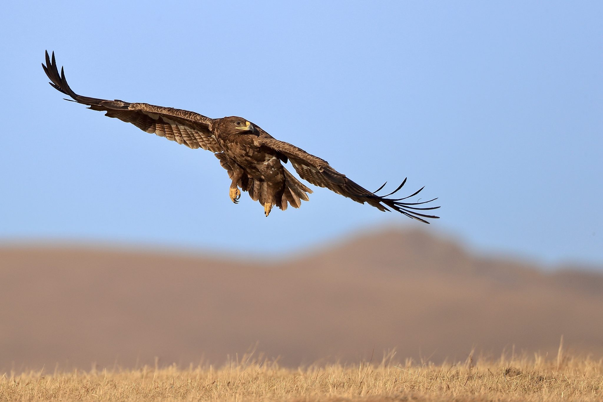《大鹏一日同风起》