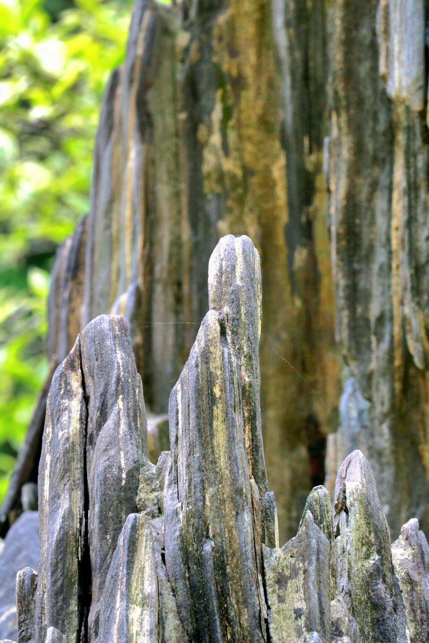 他山之石在园林