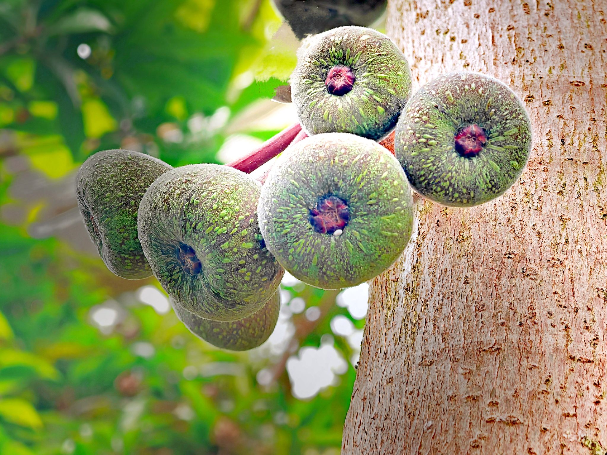 介绍的名称是大果榕,外观象馒头故又称馒头果,可以食用,肉质甜甜的