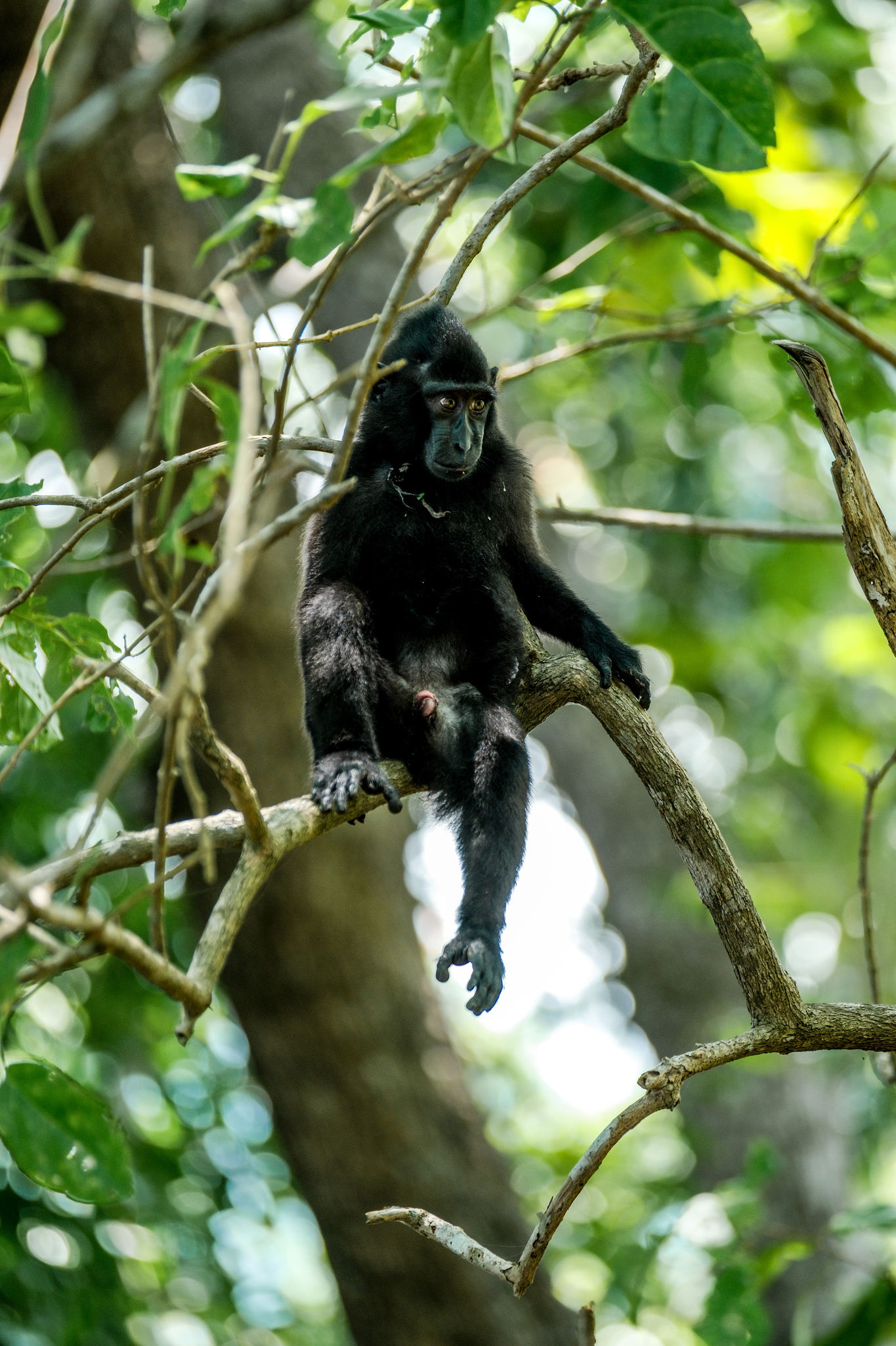 tangkoko国家公园里的大明星"黑冠猕猴"