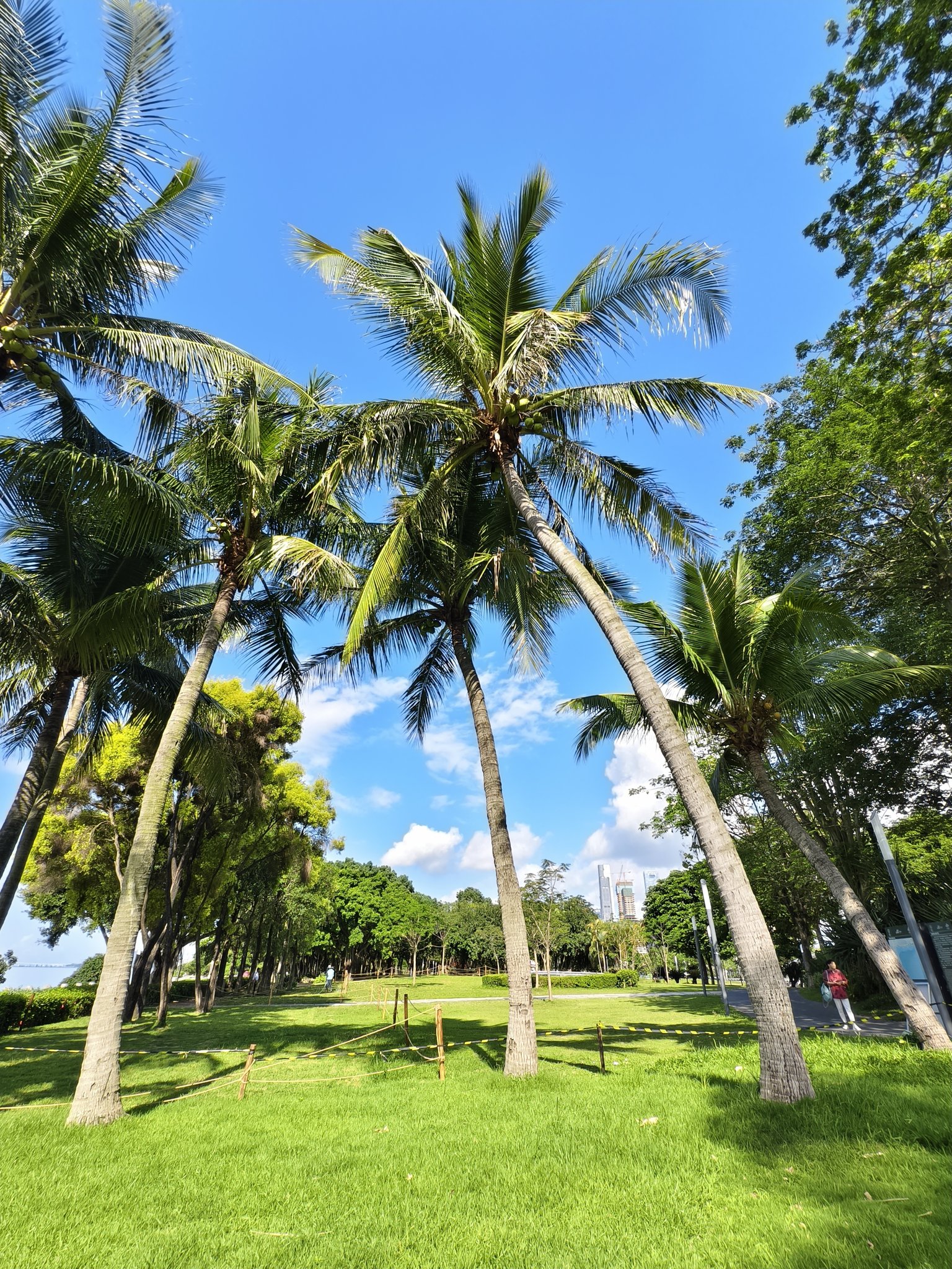深圳湾公园椰子树