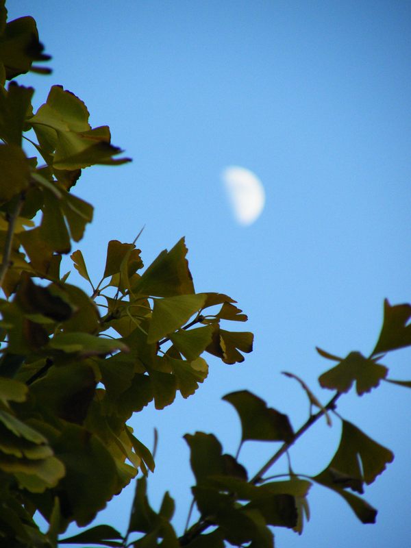 Ginkgo and the Moon