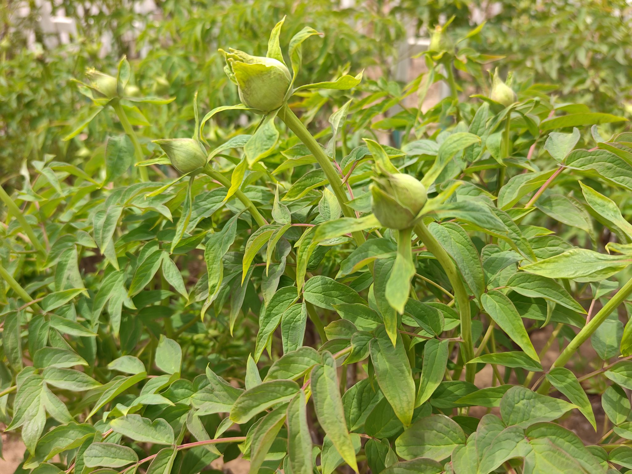 春天清明时节,牡丹花骨朵