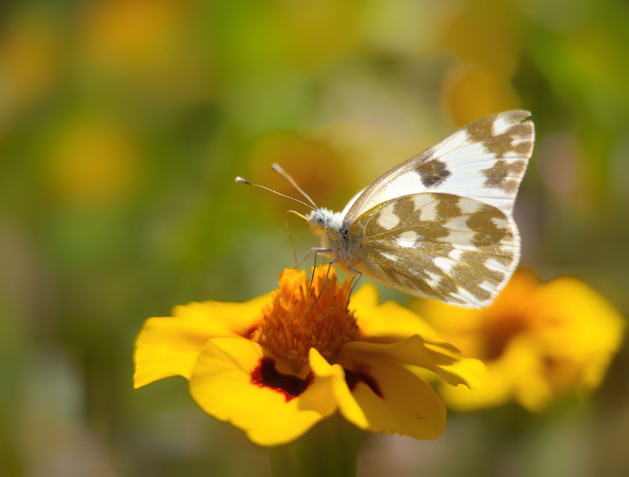 蝴蝶在黄花上授粉的特写镜头