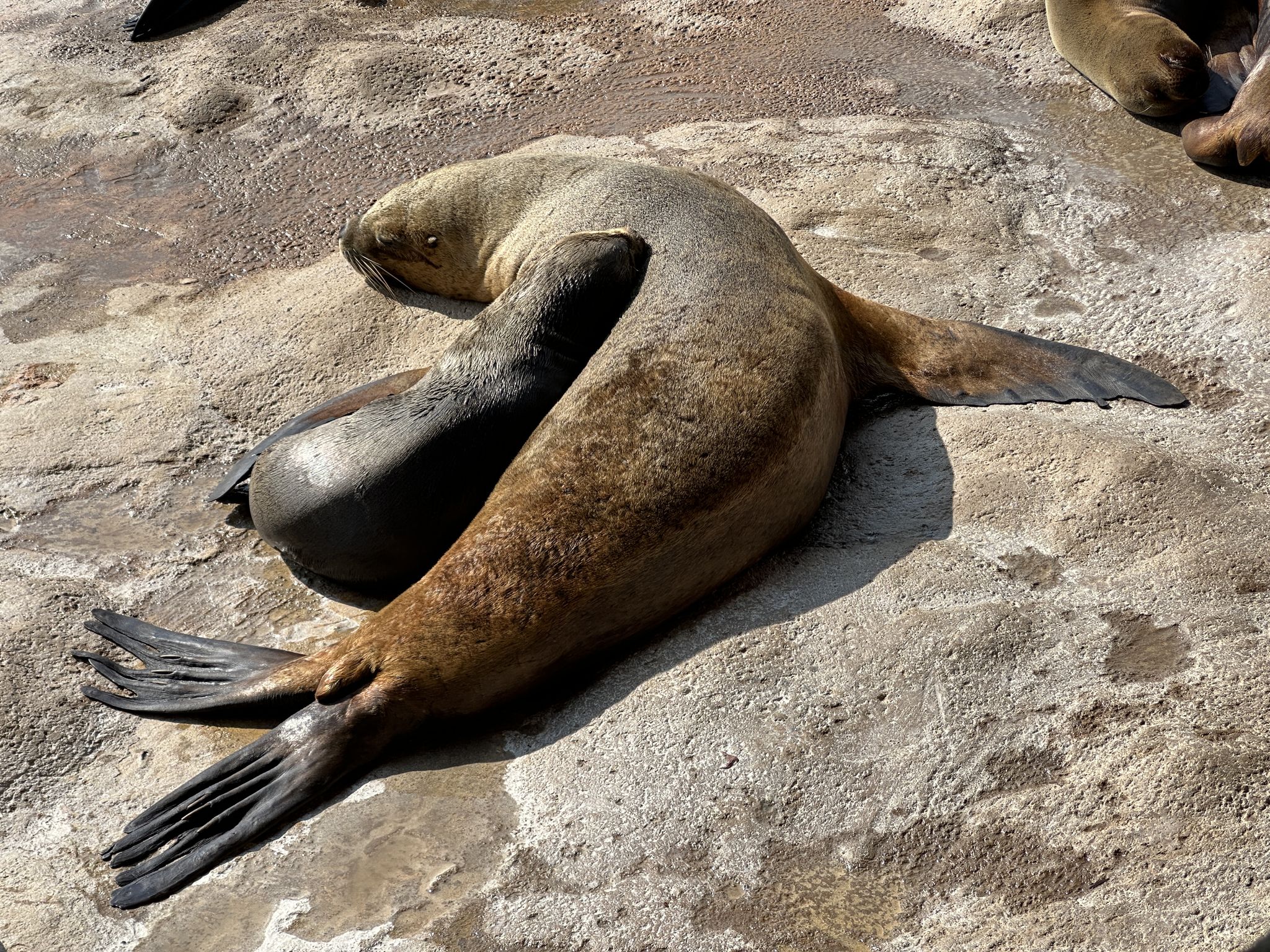 沙滩上的海狮俯视图